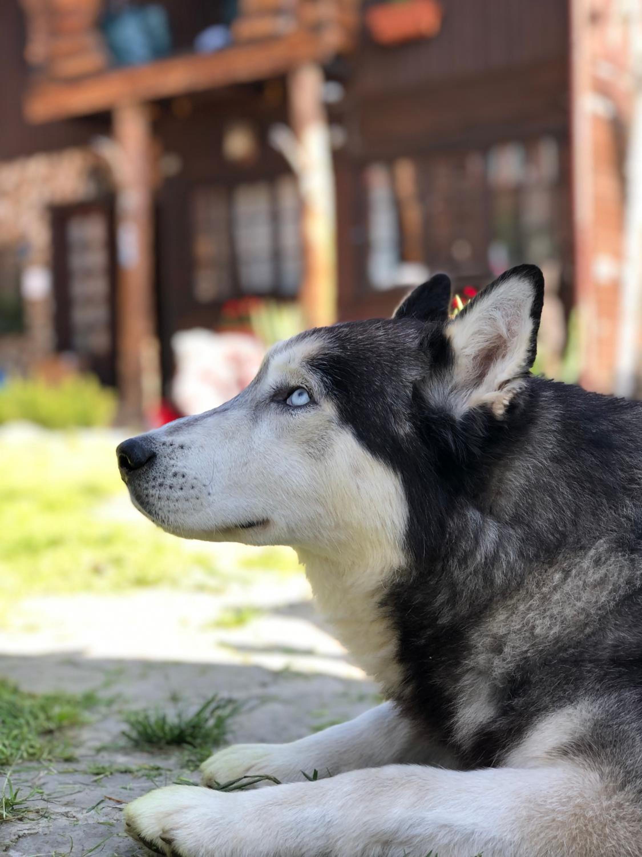 Chalet Husky-Pet Friendly&Private