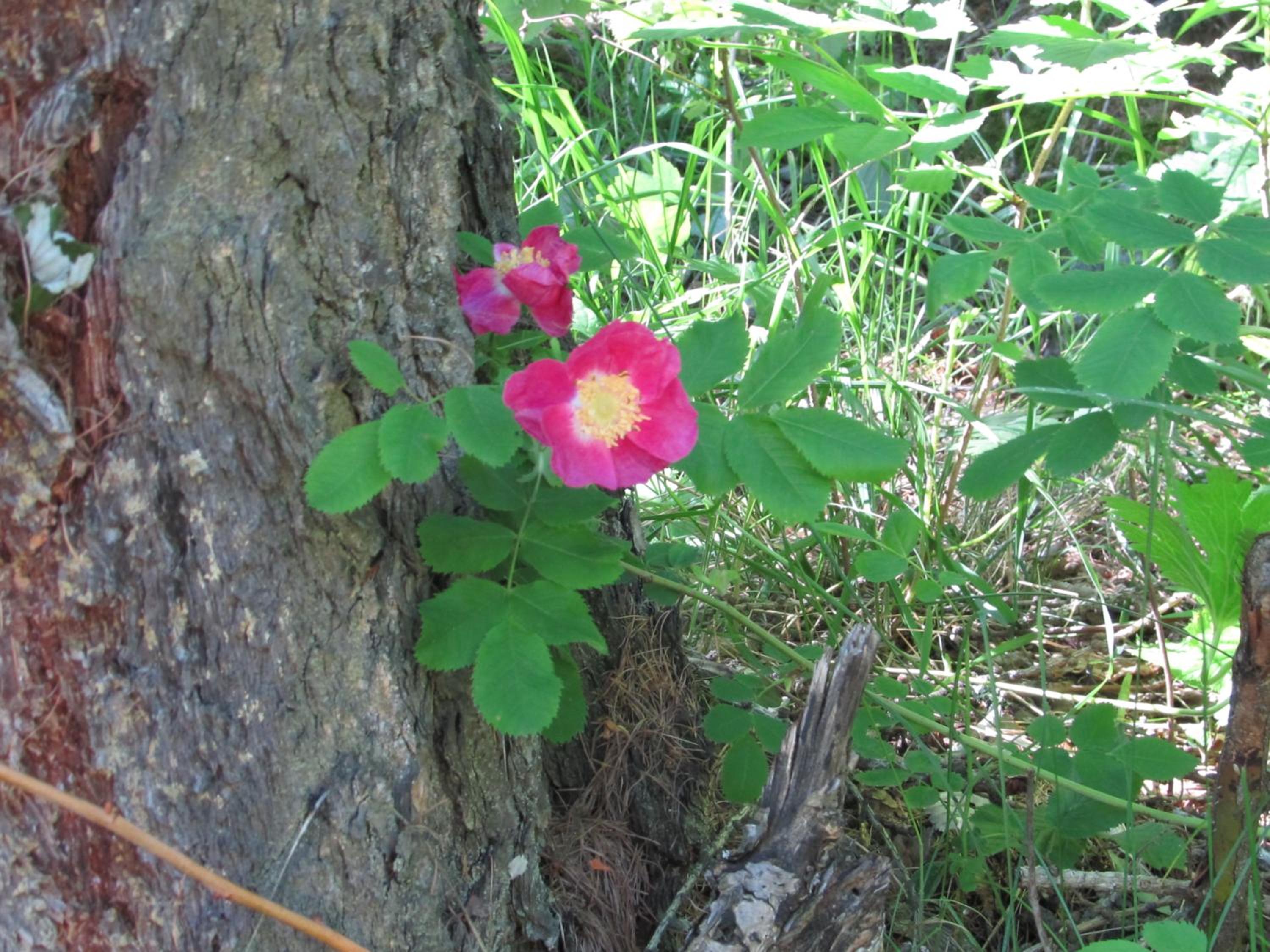 Photo 73