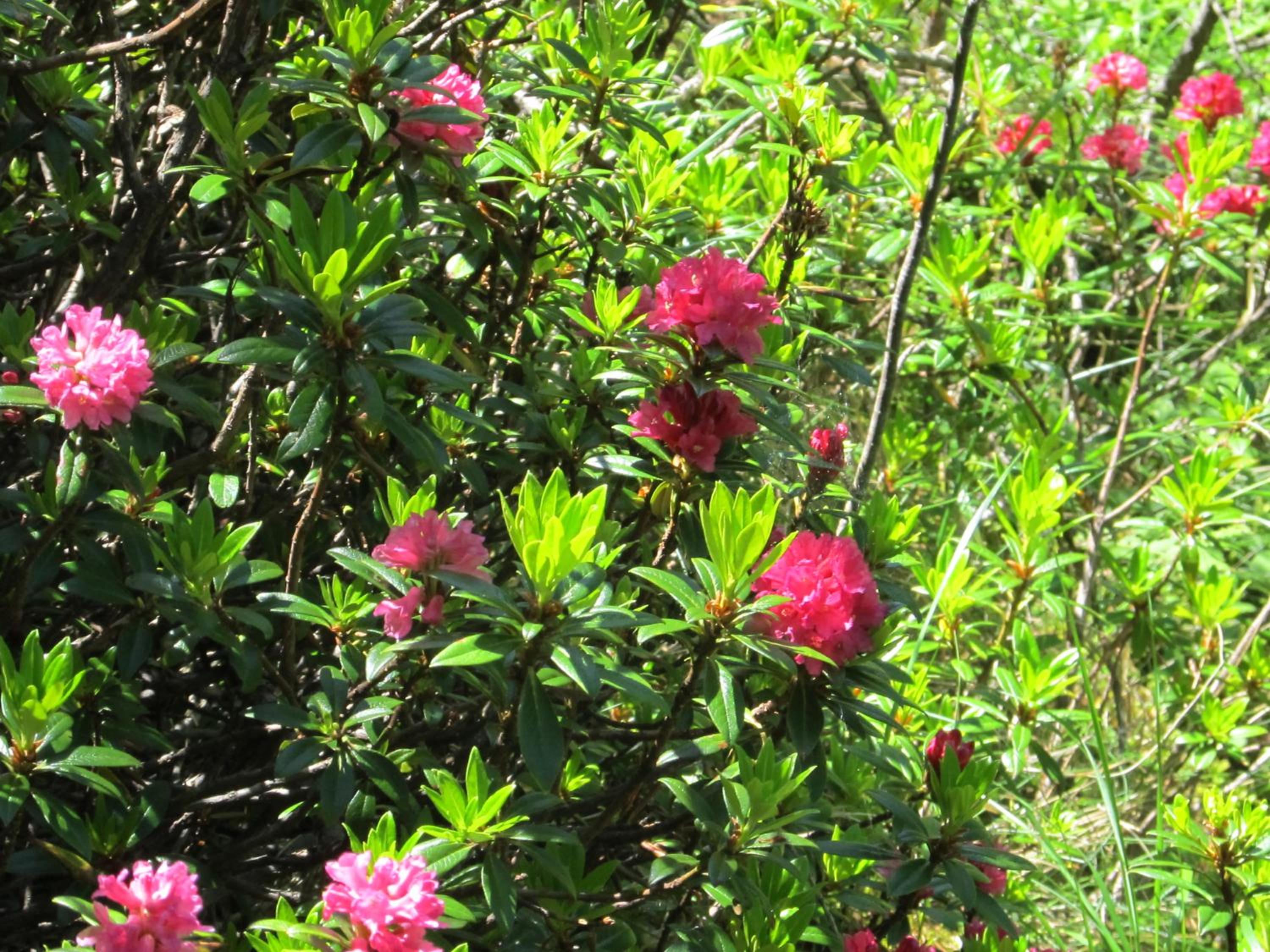 Cervino Valley House Rododendro