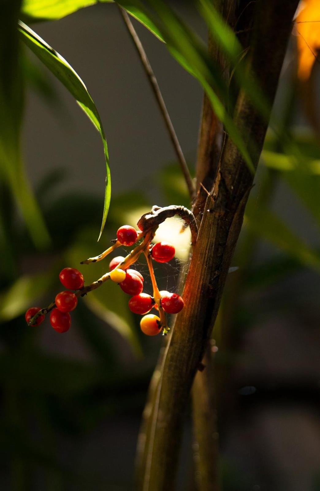 Chales Vinhas da Harmonia l Pousada em Cunha SP