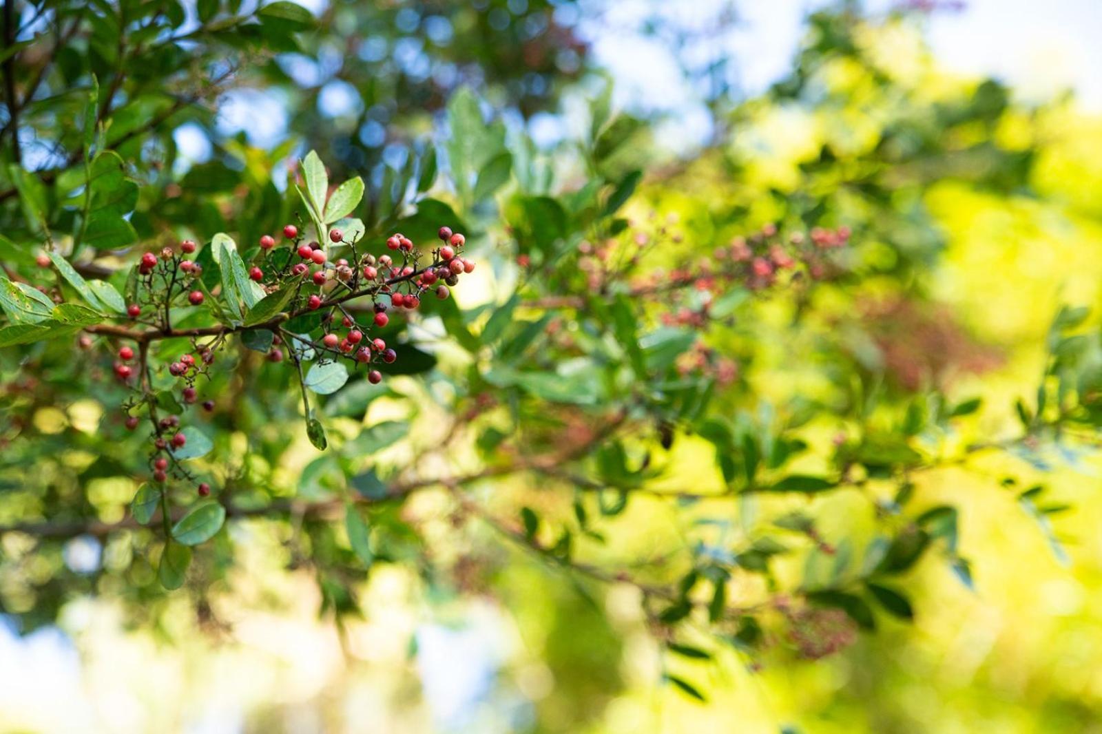 Chales Vinhas da Harmonia l Pousada em Cunha SP