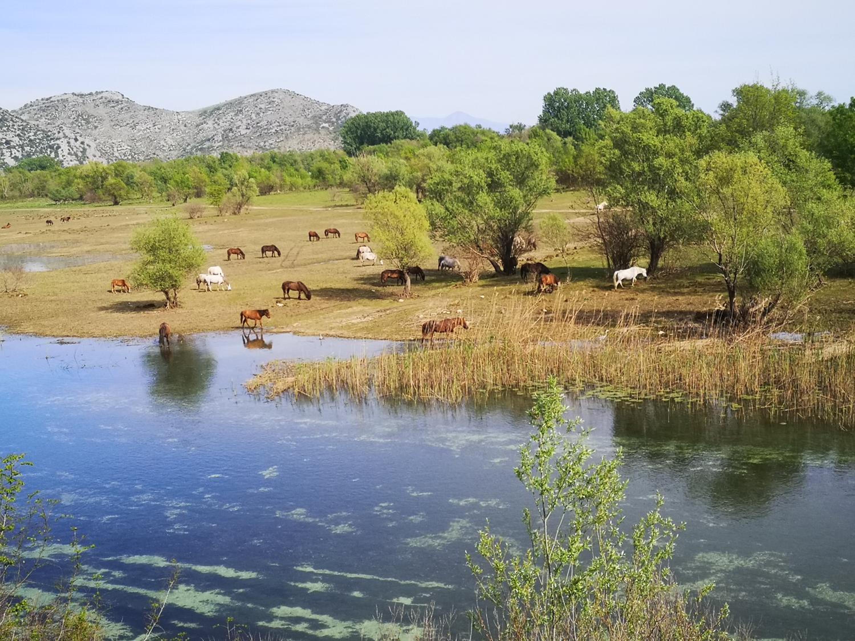 Wild Beauty house Skadar lake view 5