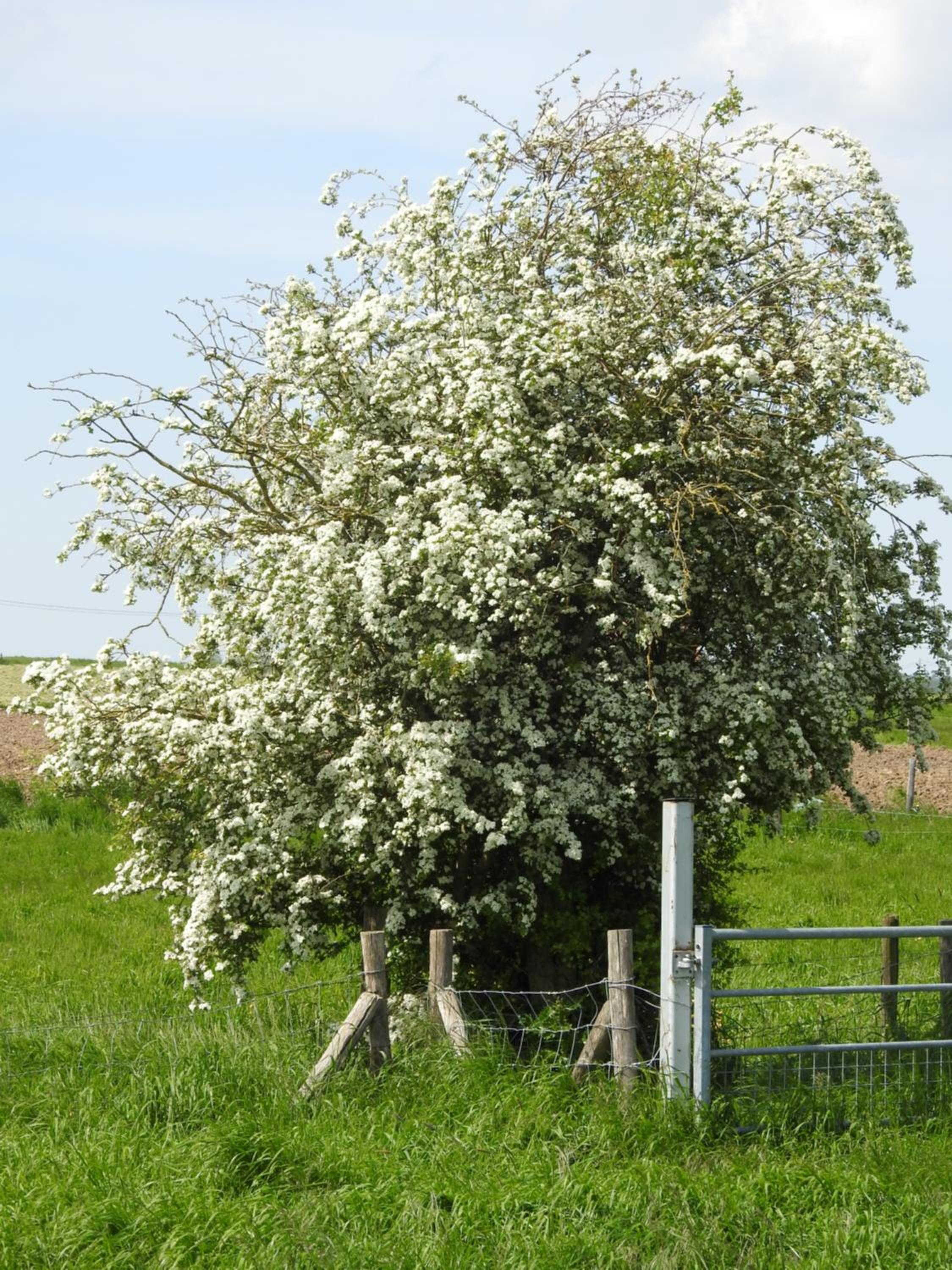B&B De Linde