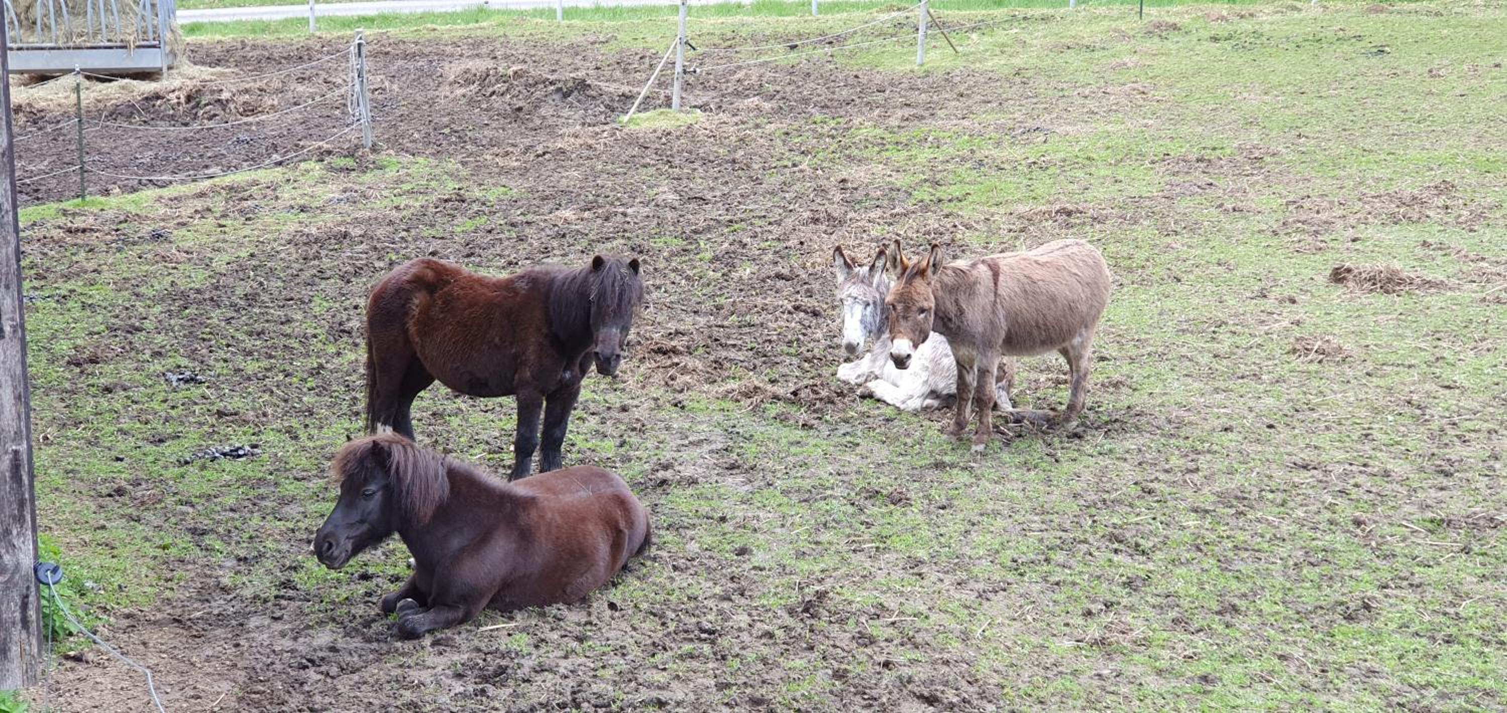Photo 43