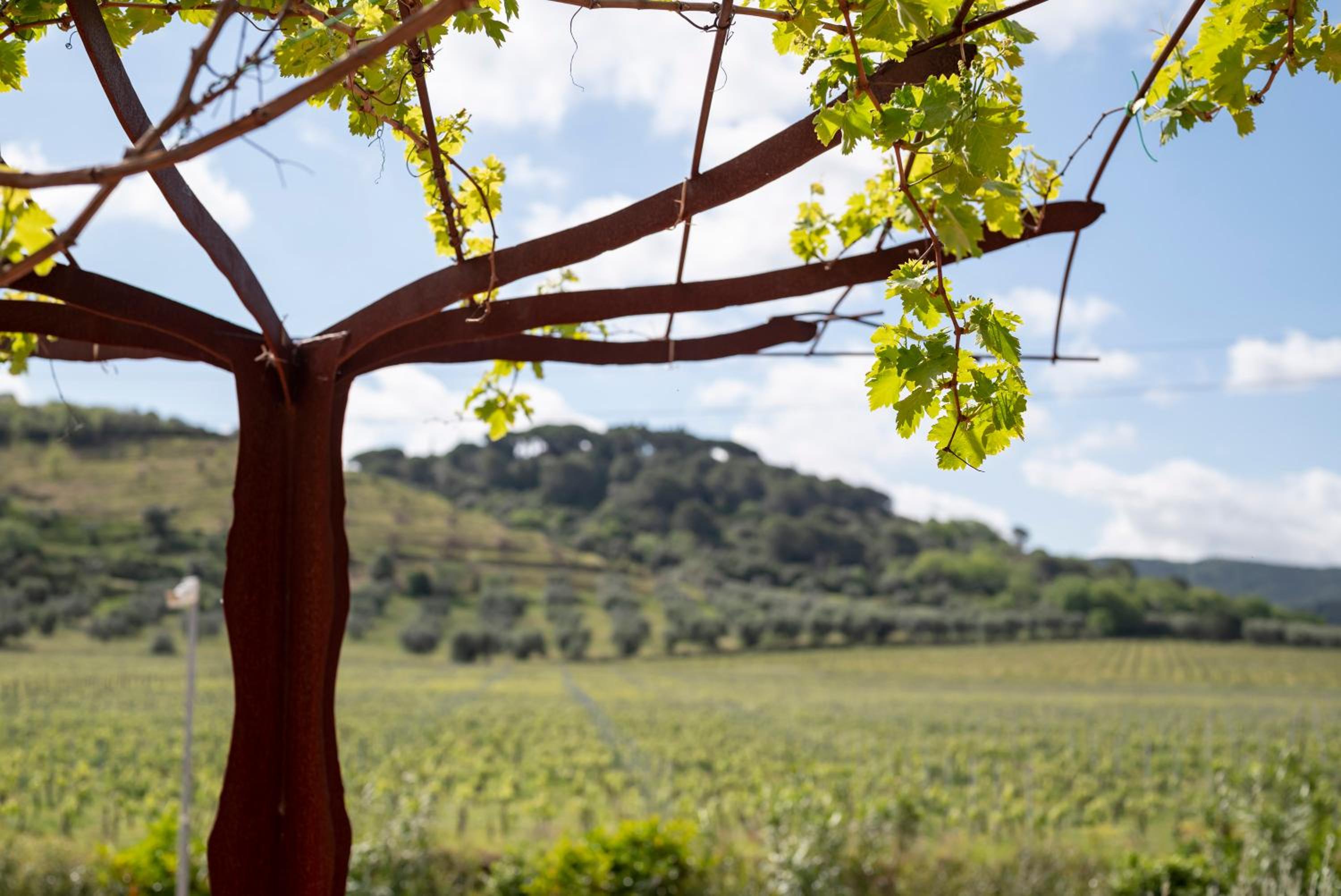Podere Vignanova Accommodations & SPA view 4