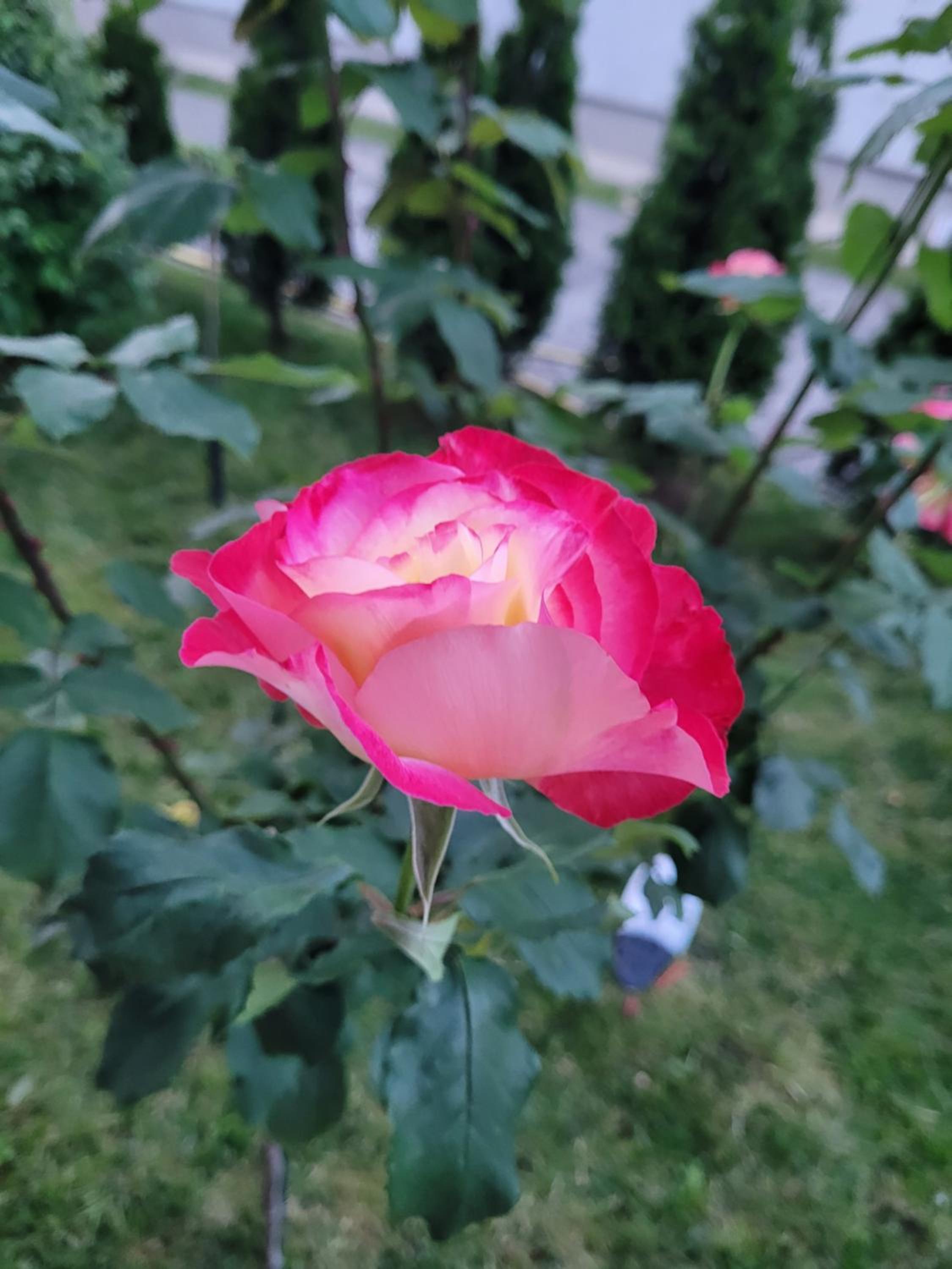 Photo 41