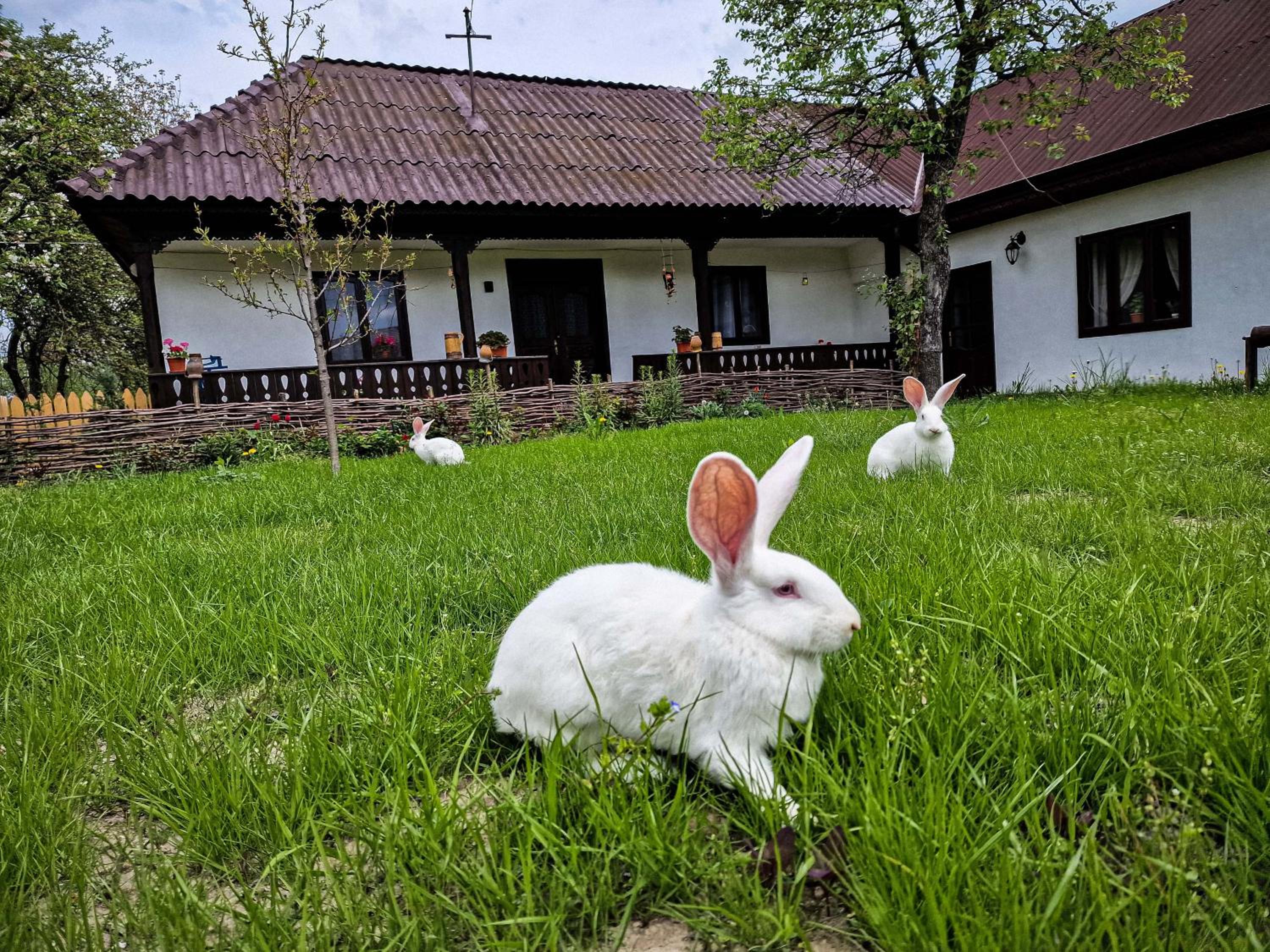 Pensiunea Cocoș