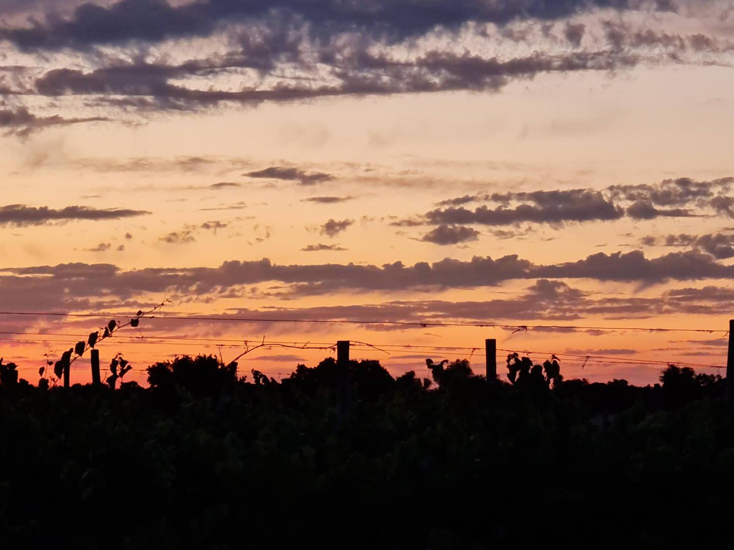 Herdade das Castas Nobres, photo 67