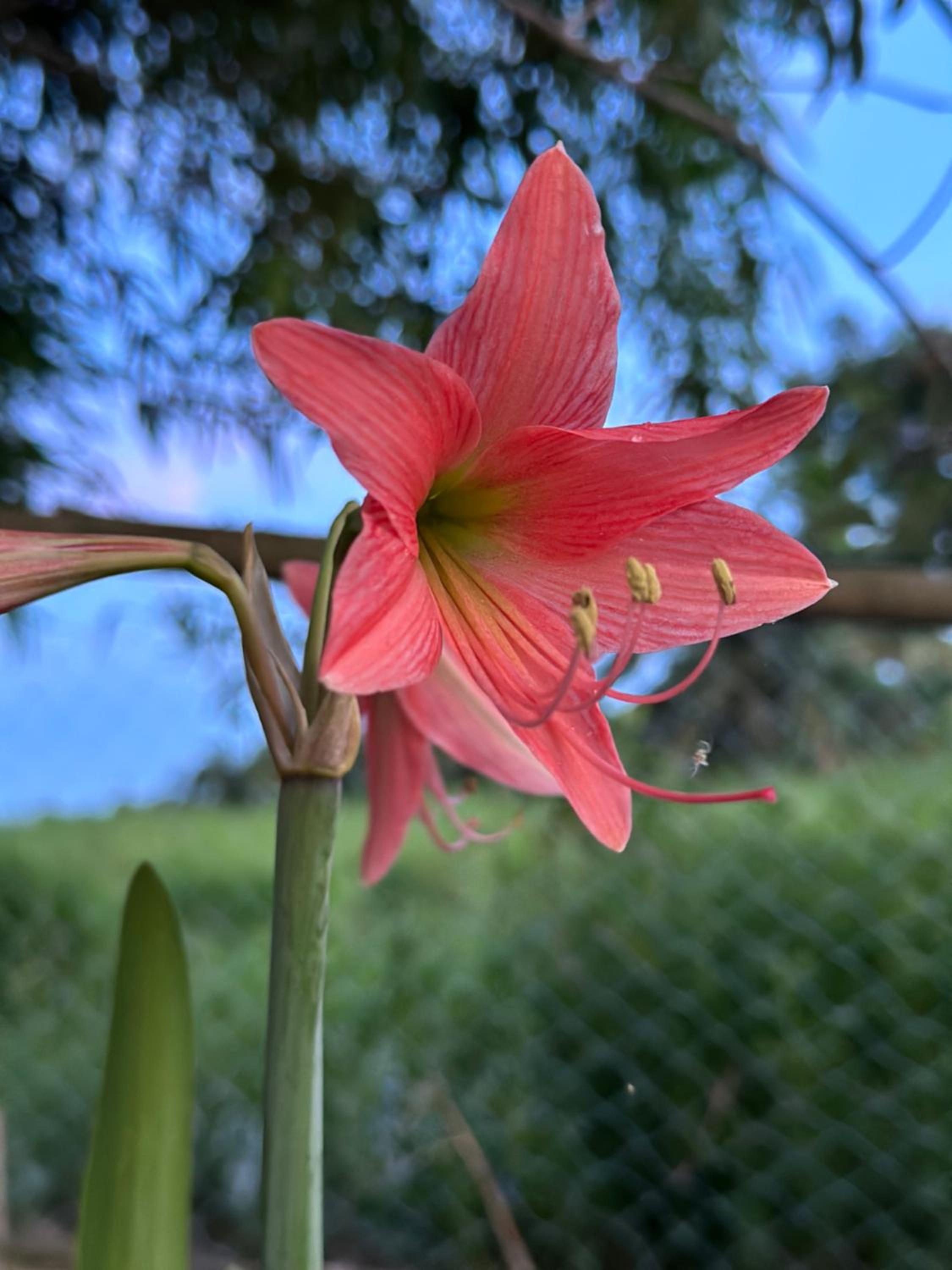 DeAsmarra Homestay photo 4