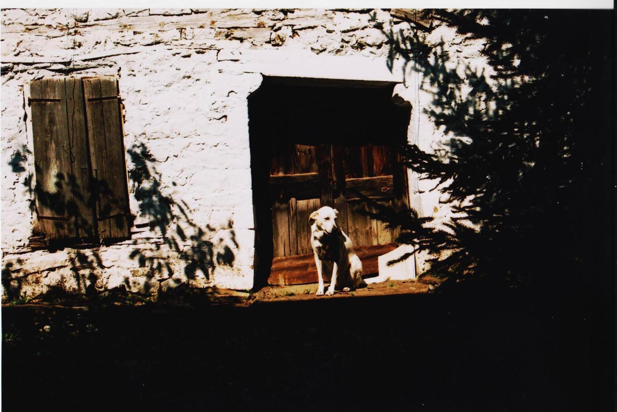 Ginî Viñis