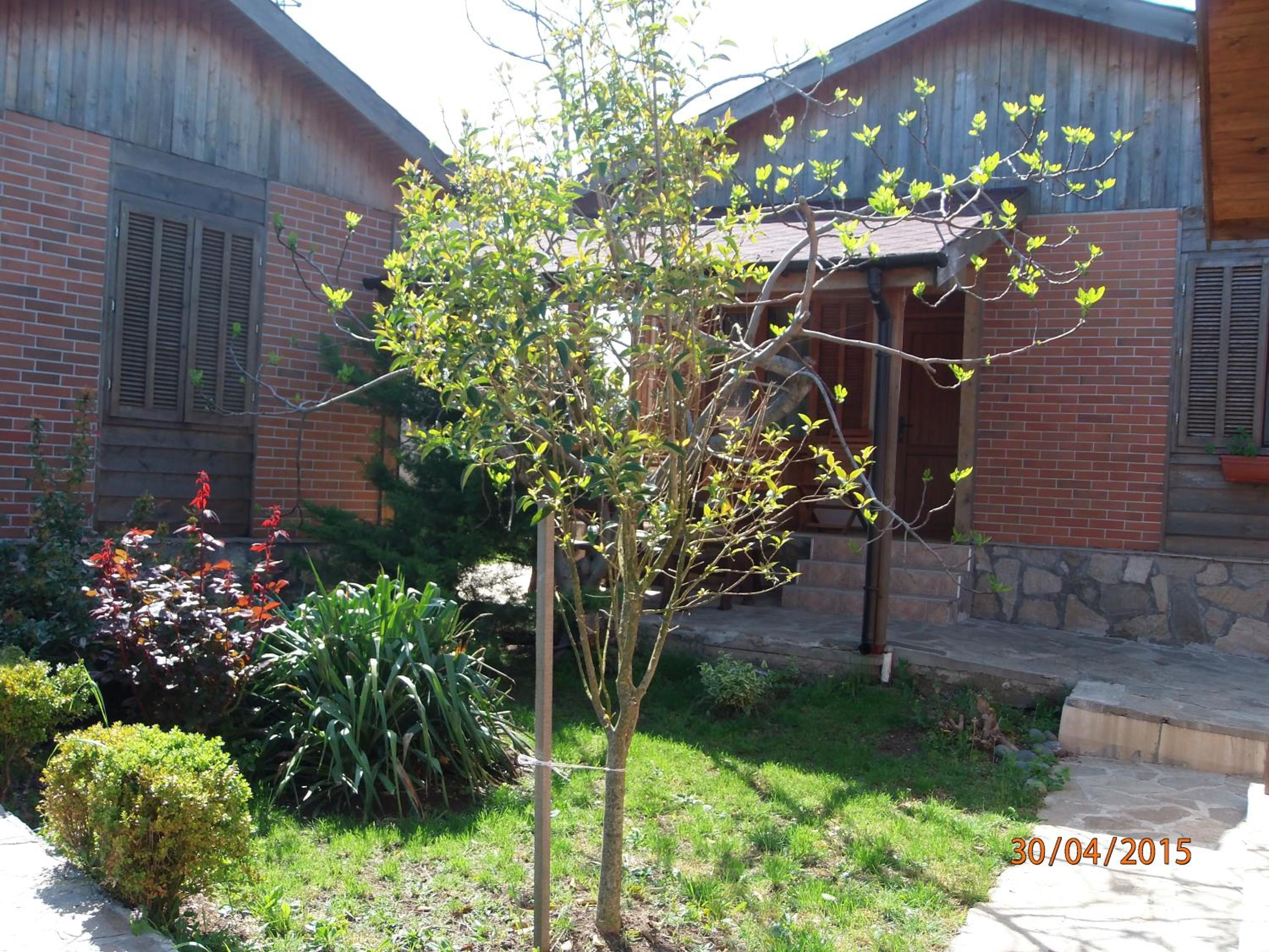 Photo 42