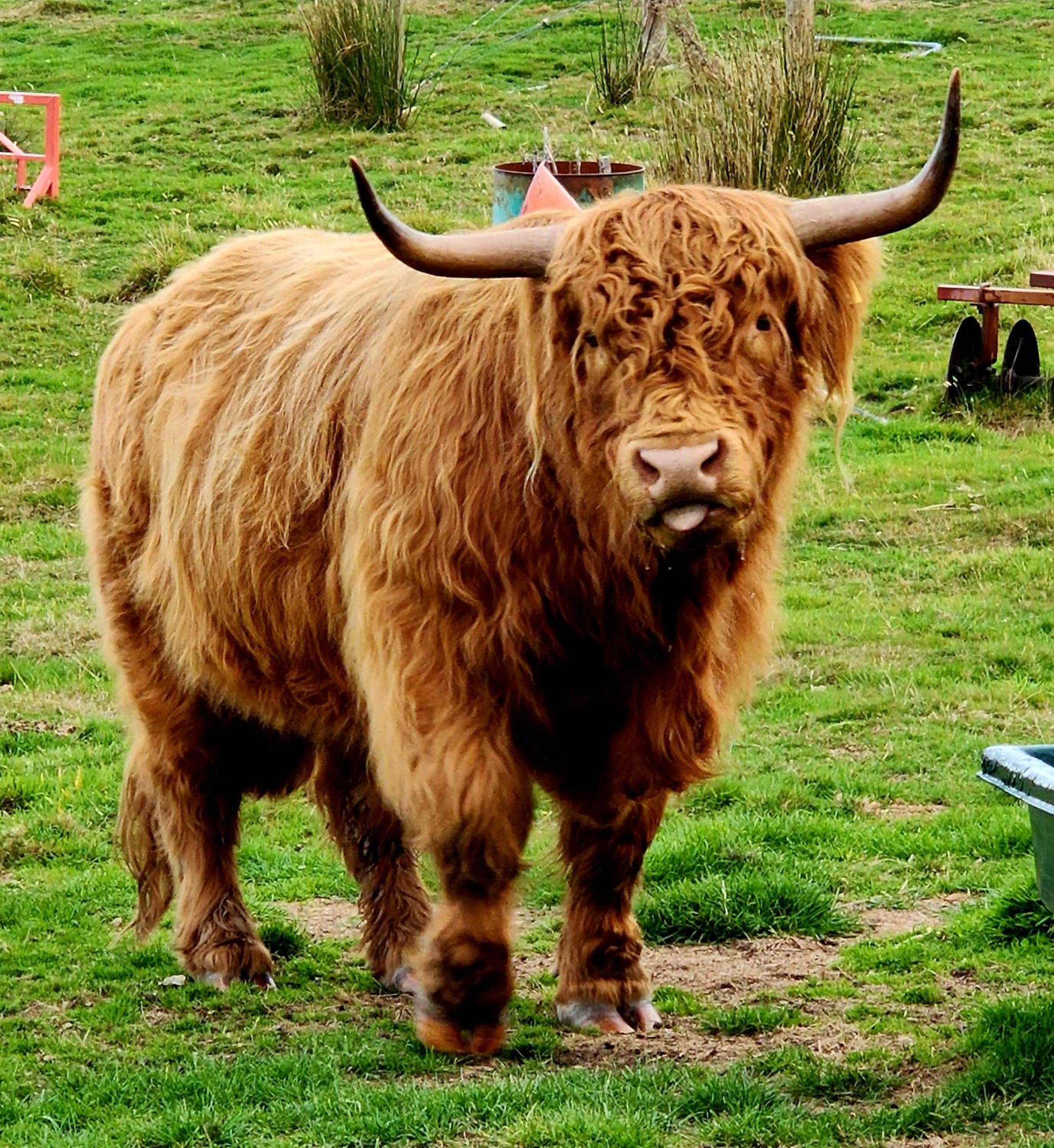 Ruby's Cottage Farm Stay