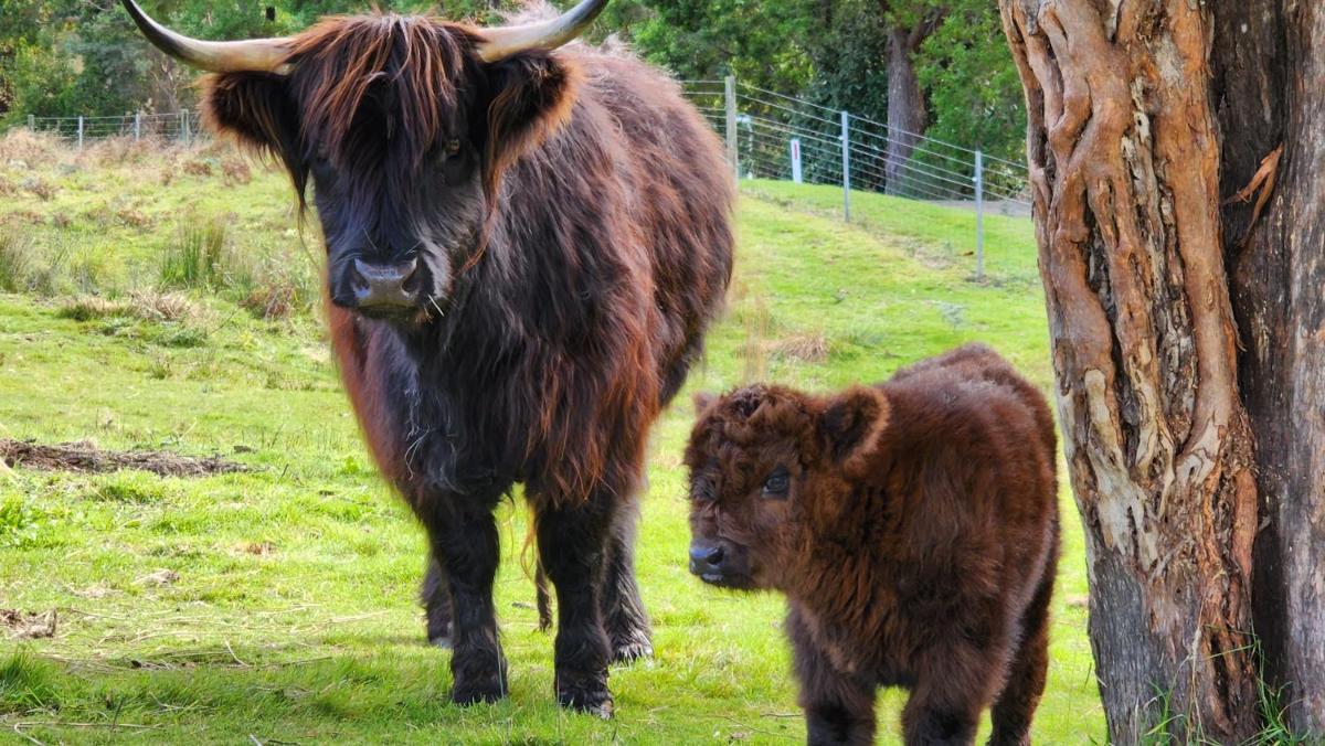 Ruby's Cottage Farm Stay