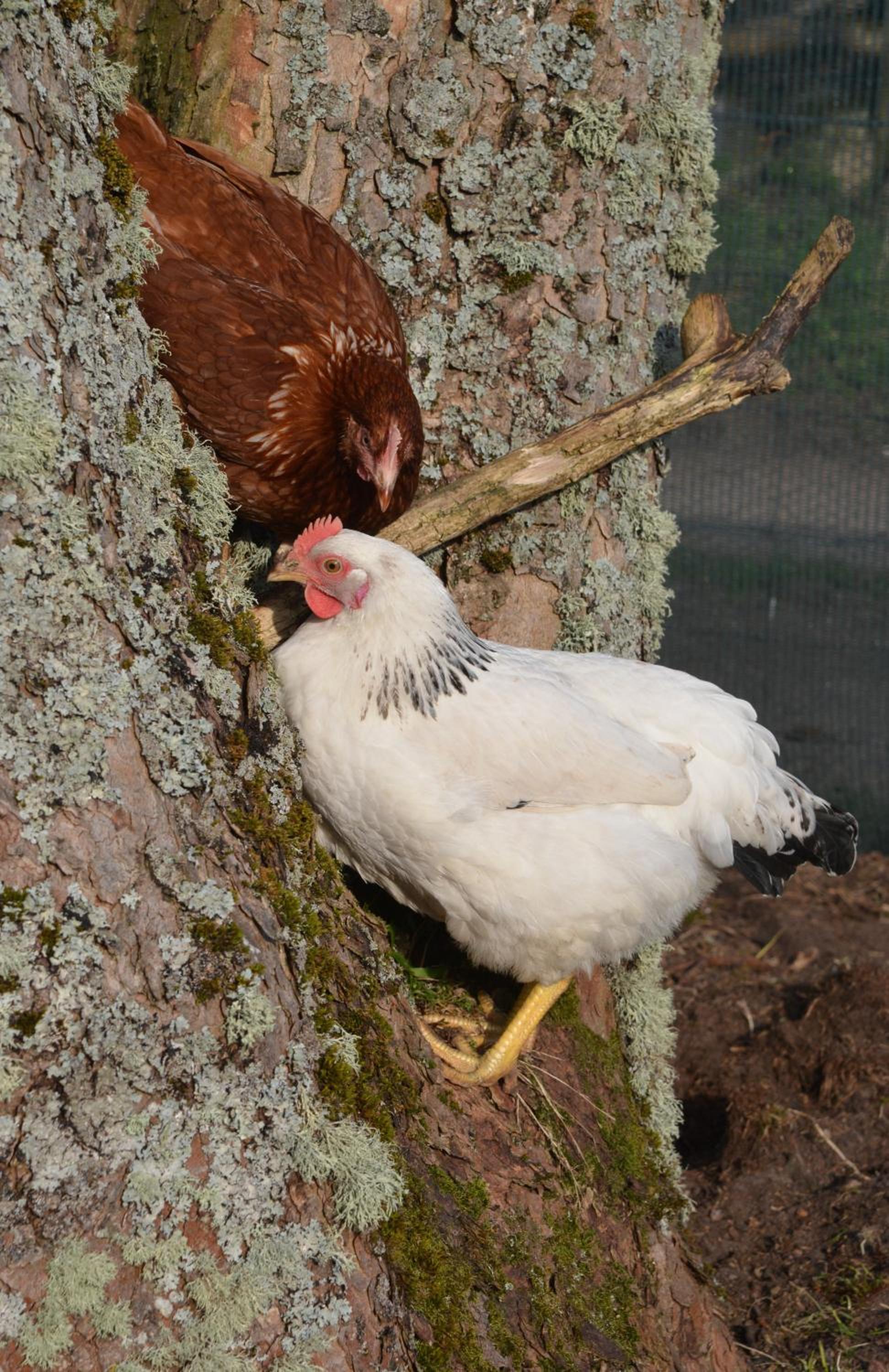 Home Farm Bed and Breakfast