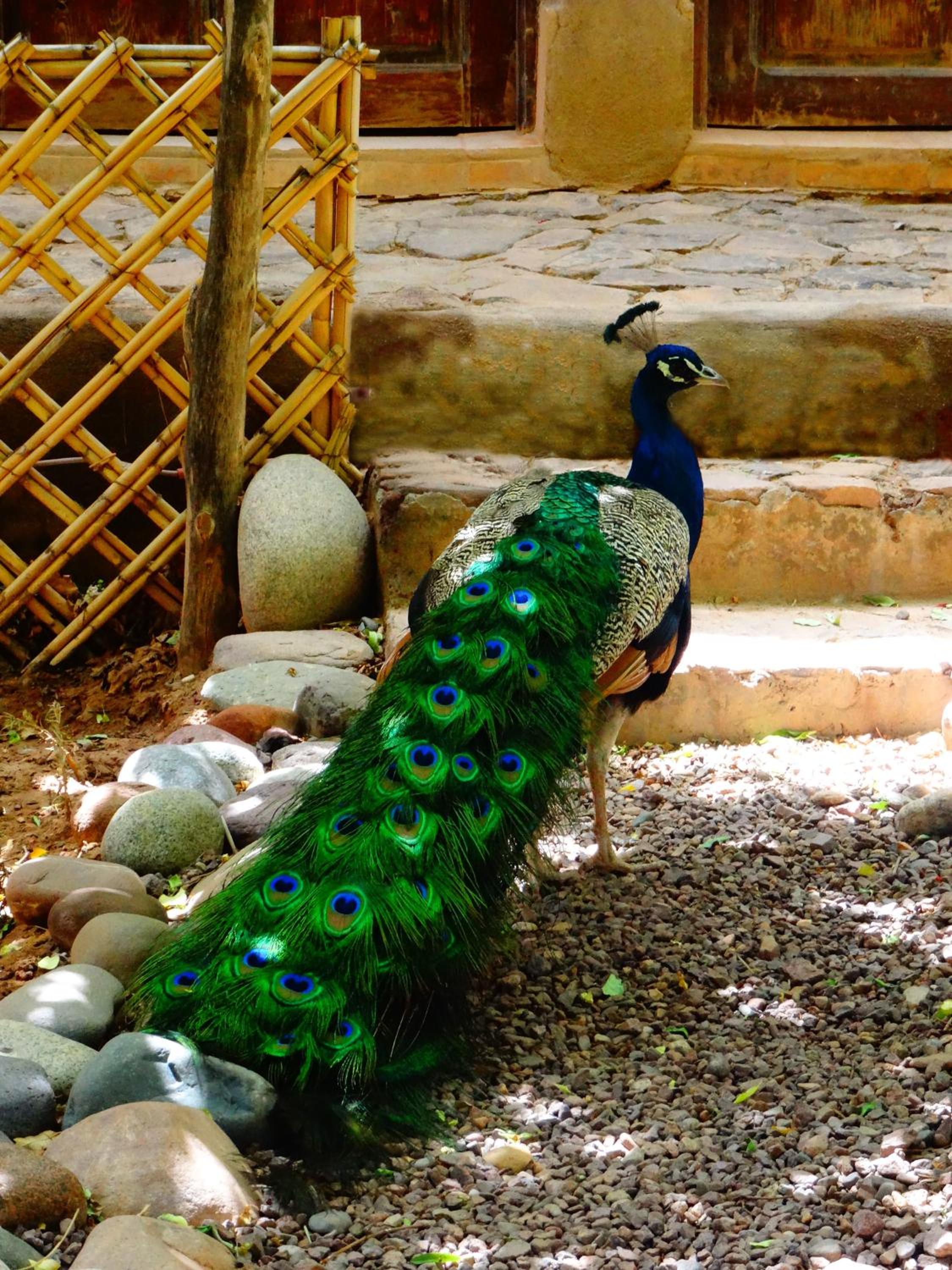 Ecolodge La Palmeraie
