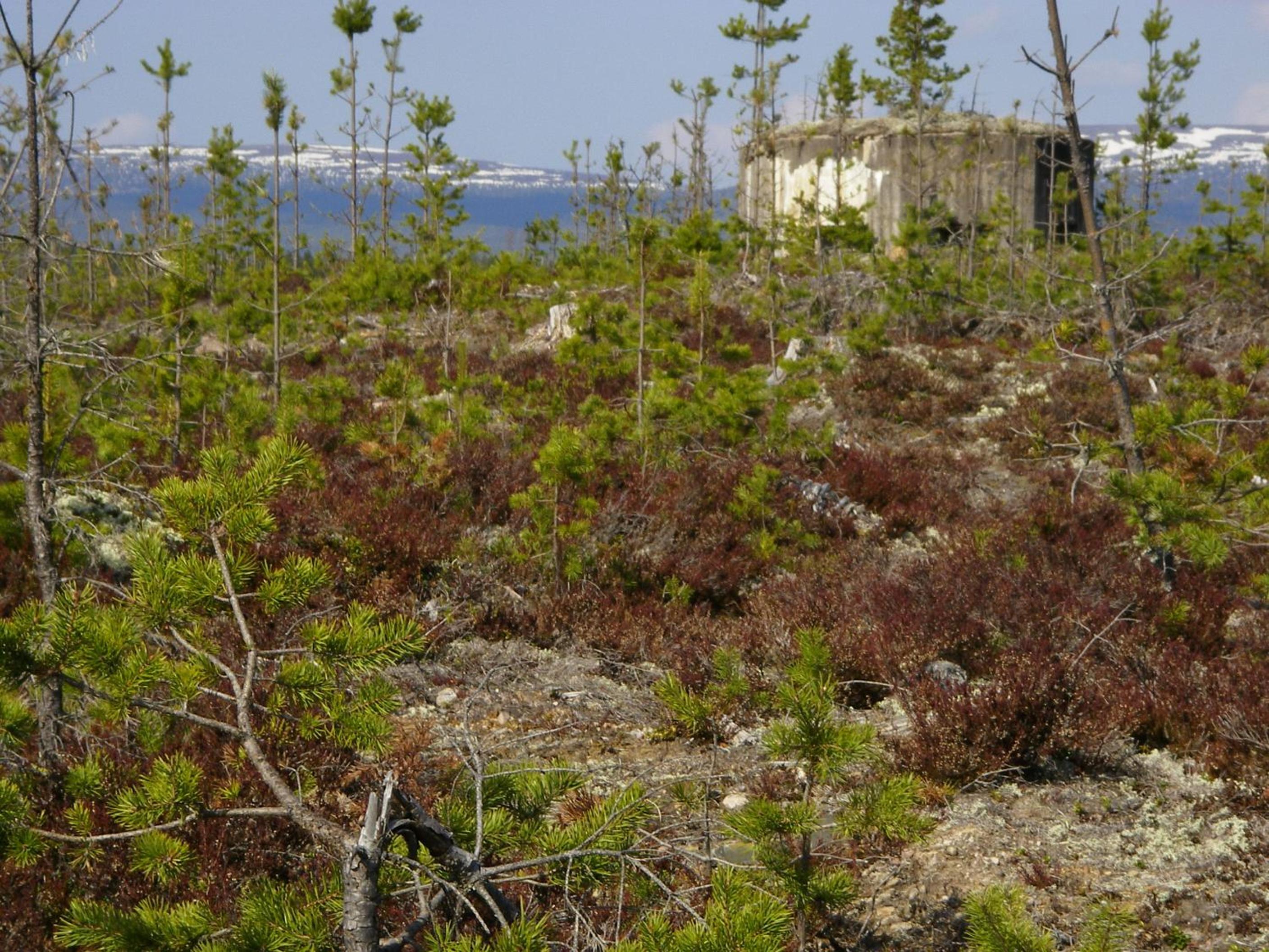 Sälens Vandrarhem i Gräsheden