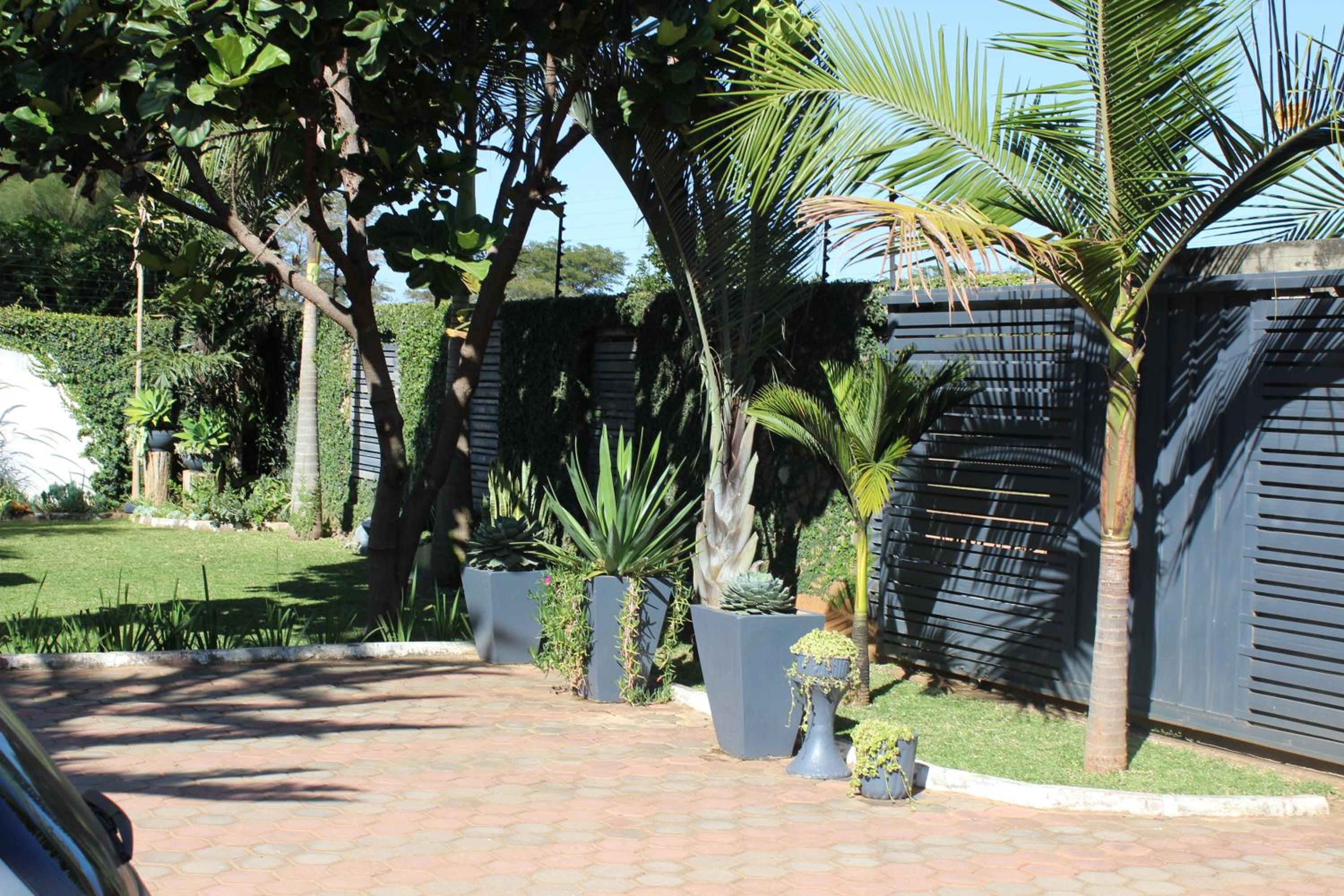 Blue Agave MH