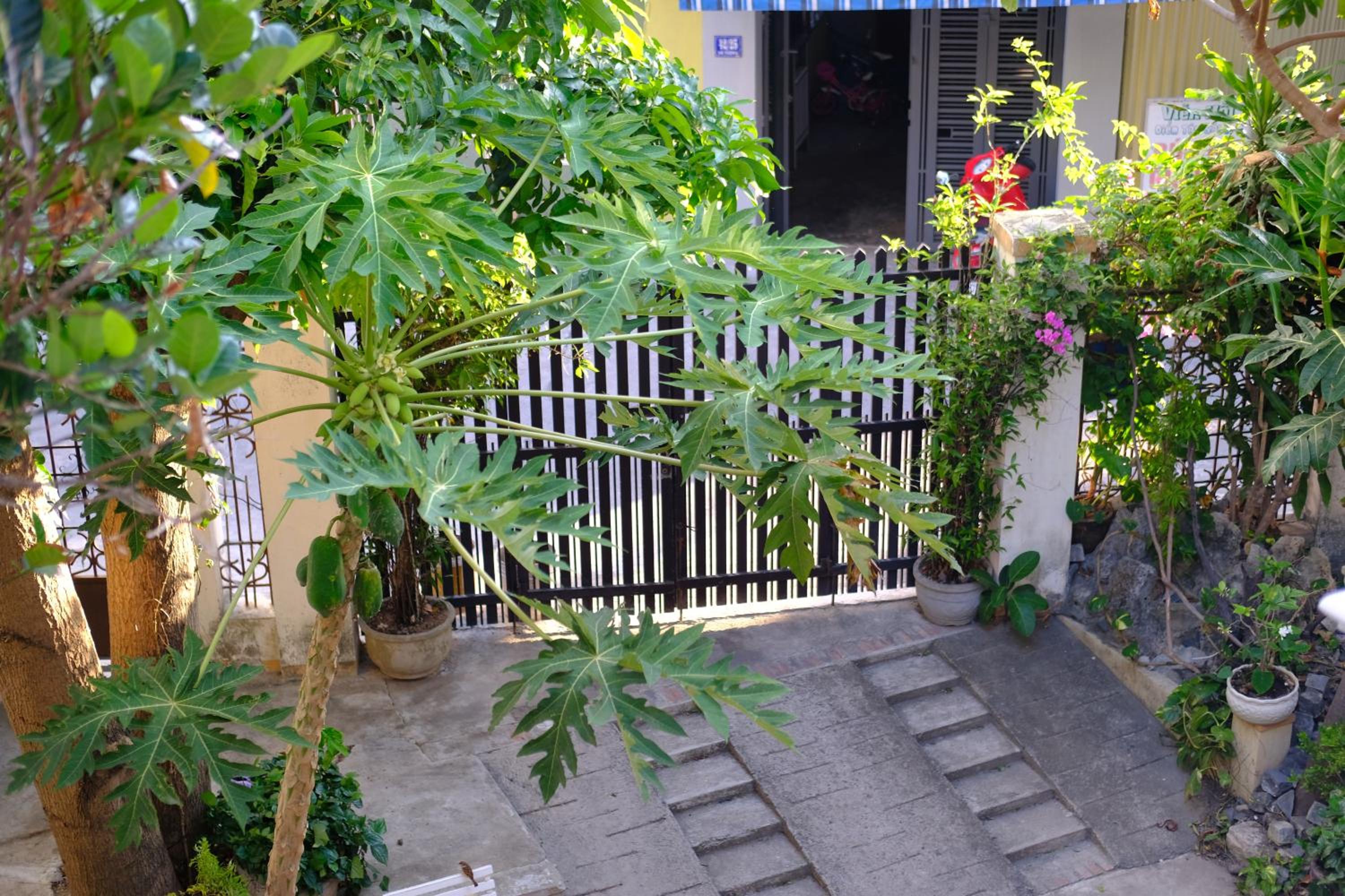 Moon house tropical garden - Coconut view 4