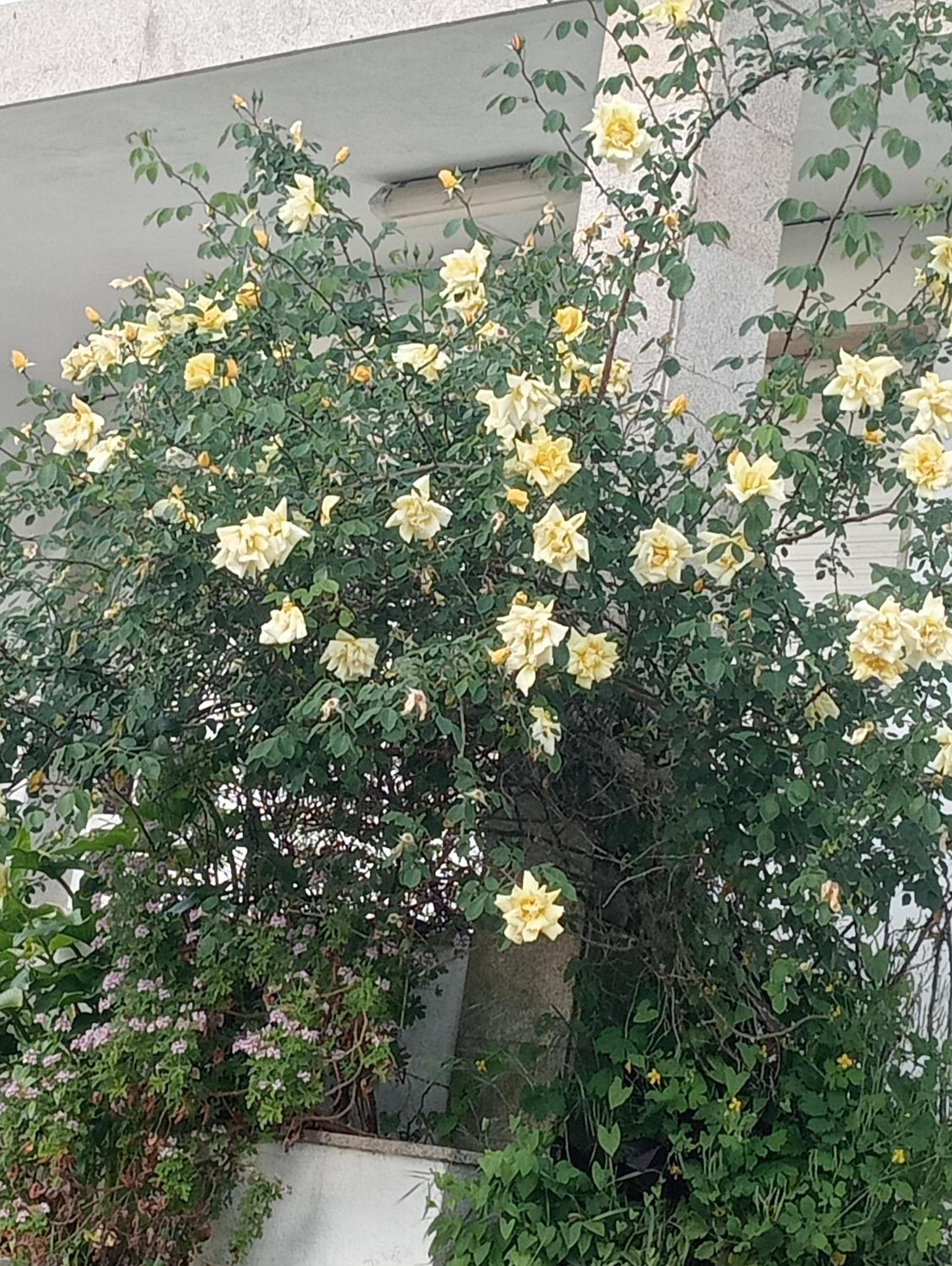 ATALAYA RIAS BAIXAS