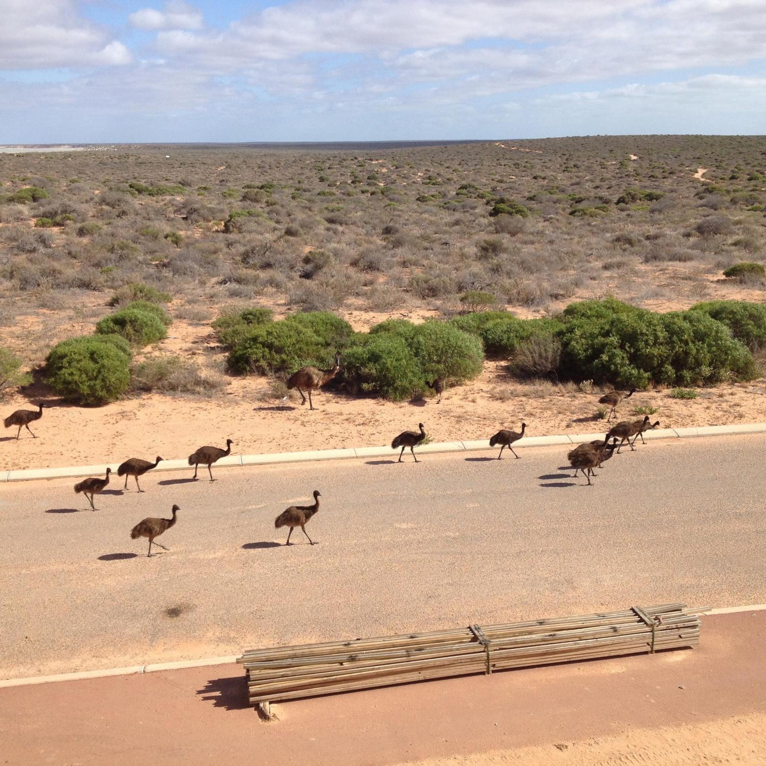 On the Deck @ Shark Bay