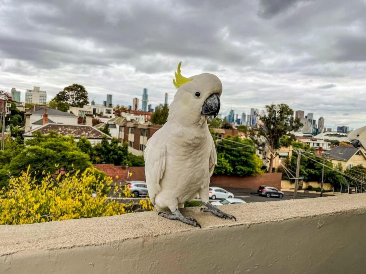 South Yarra apartment with stunning views
