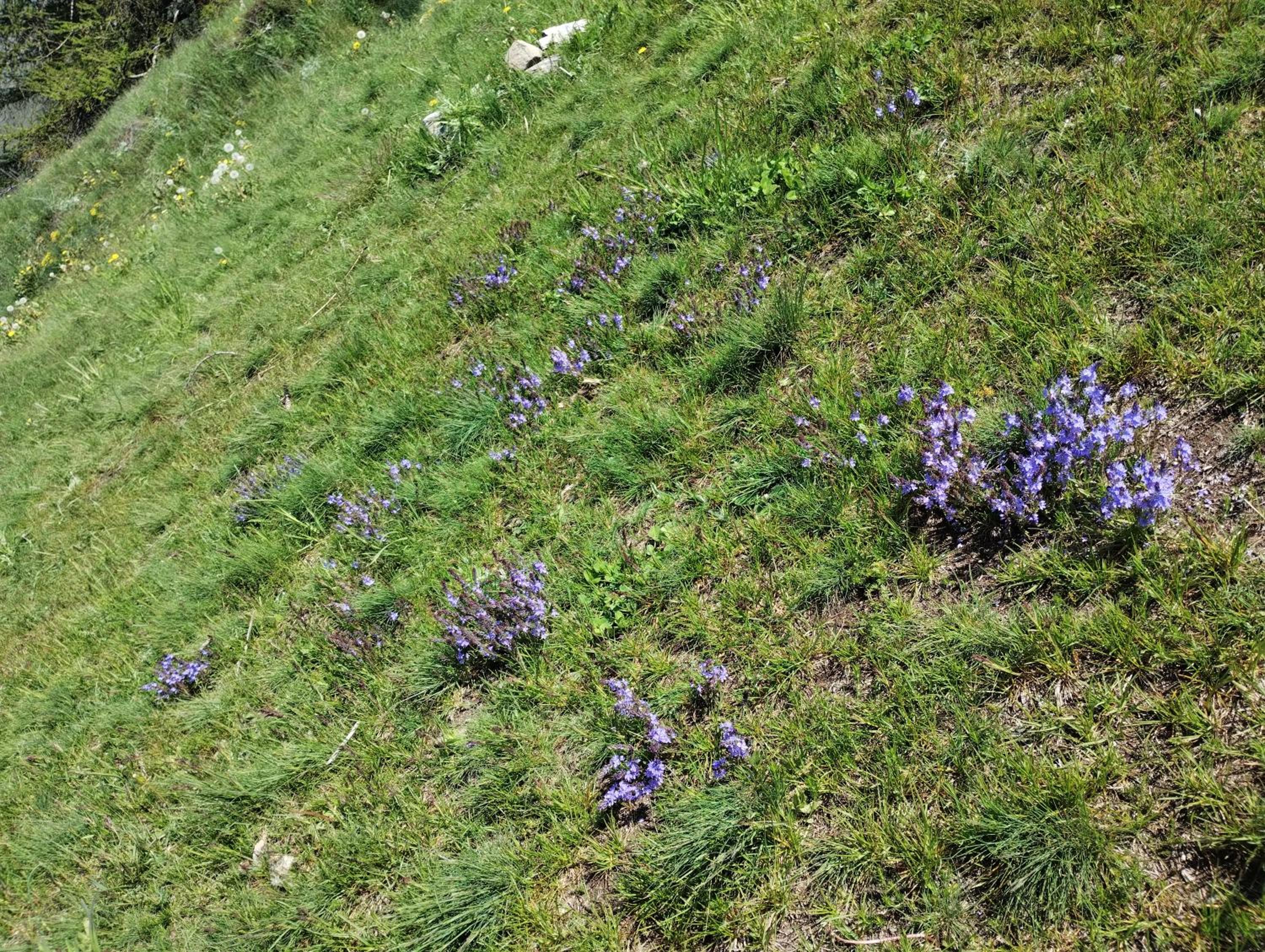 Photo 42