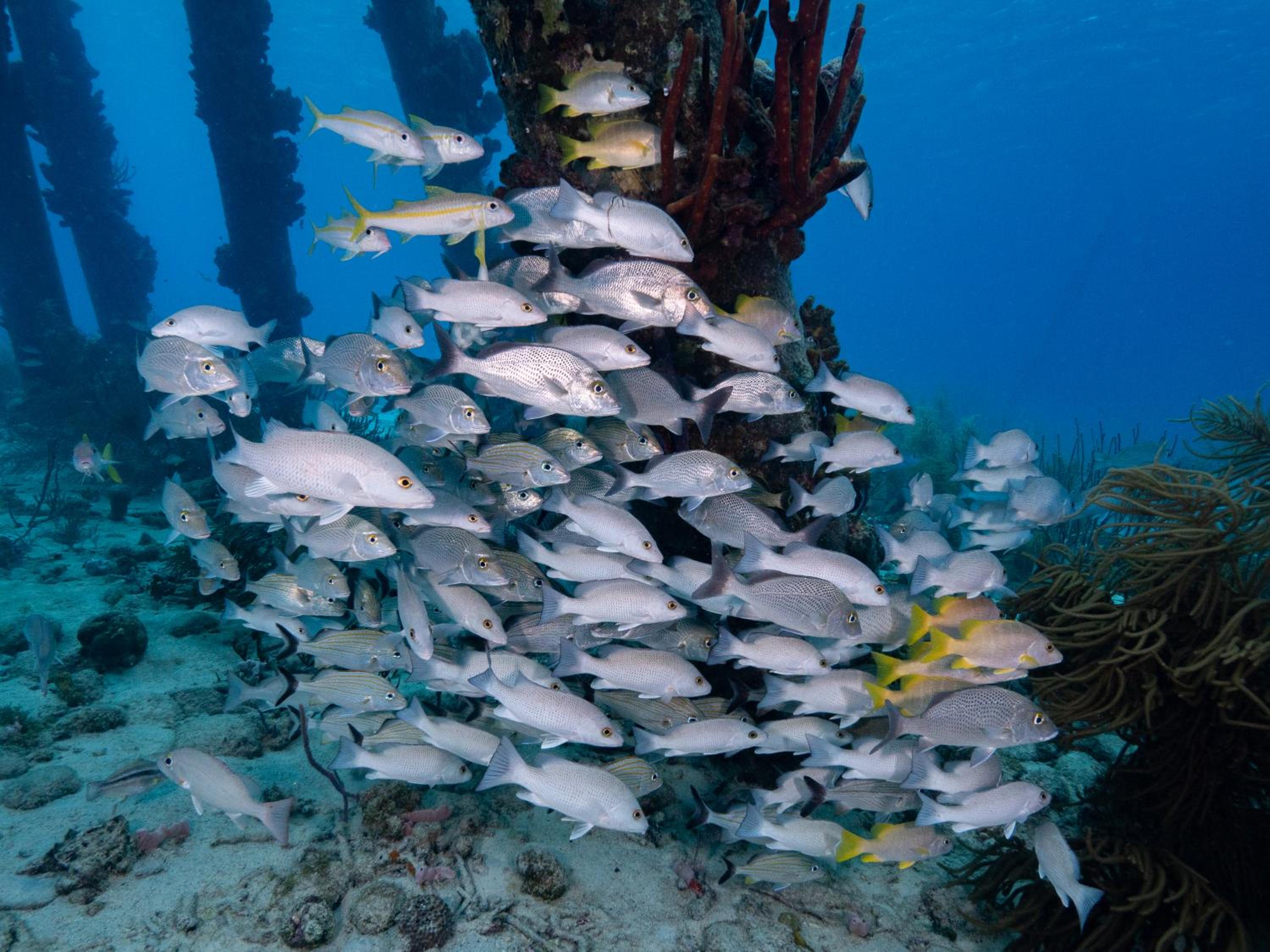 Grand Windsock Bonaire - Photo 215