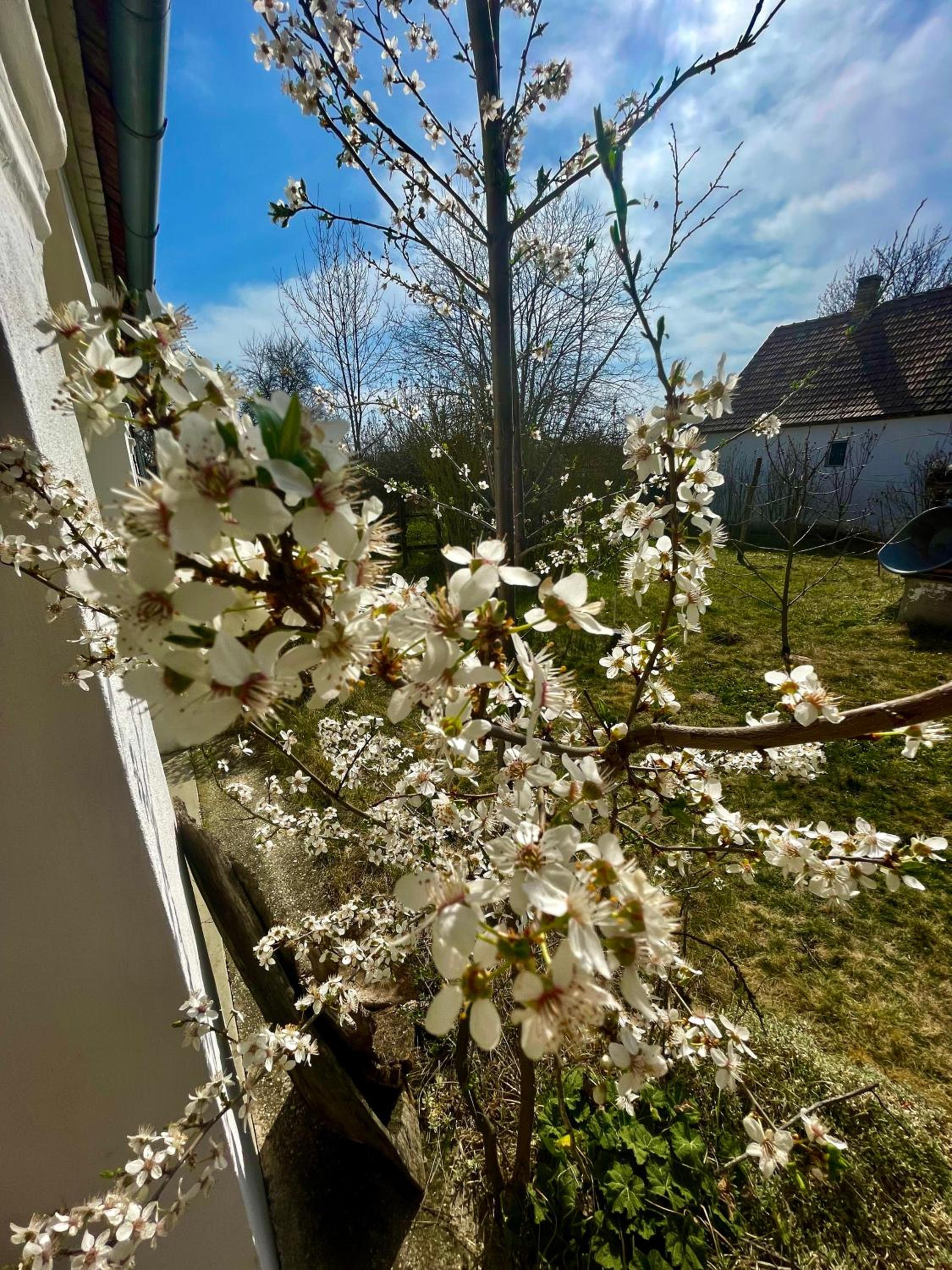 Charmantes Arkadenhaus mit großem Garten