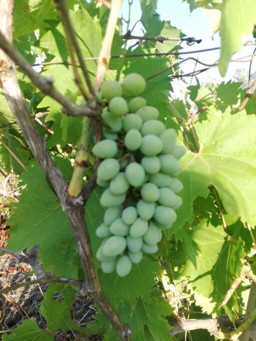 Masseria Bosco Colombo photo 3