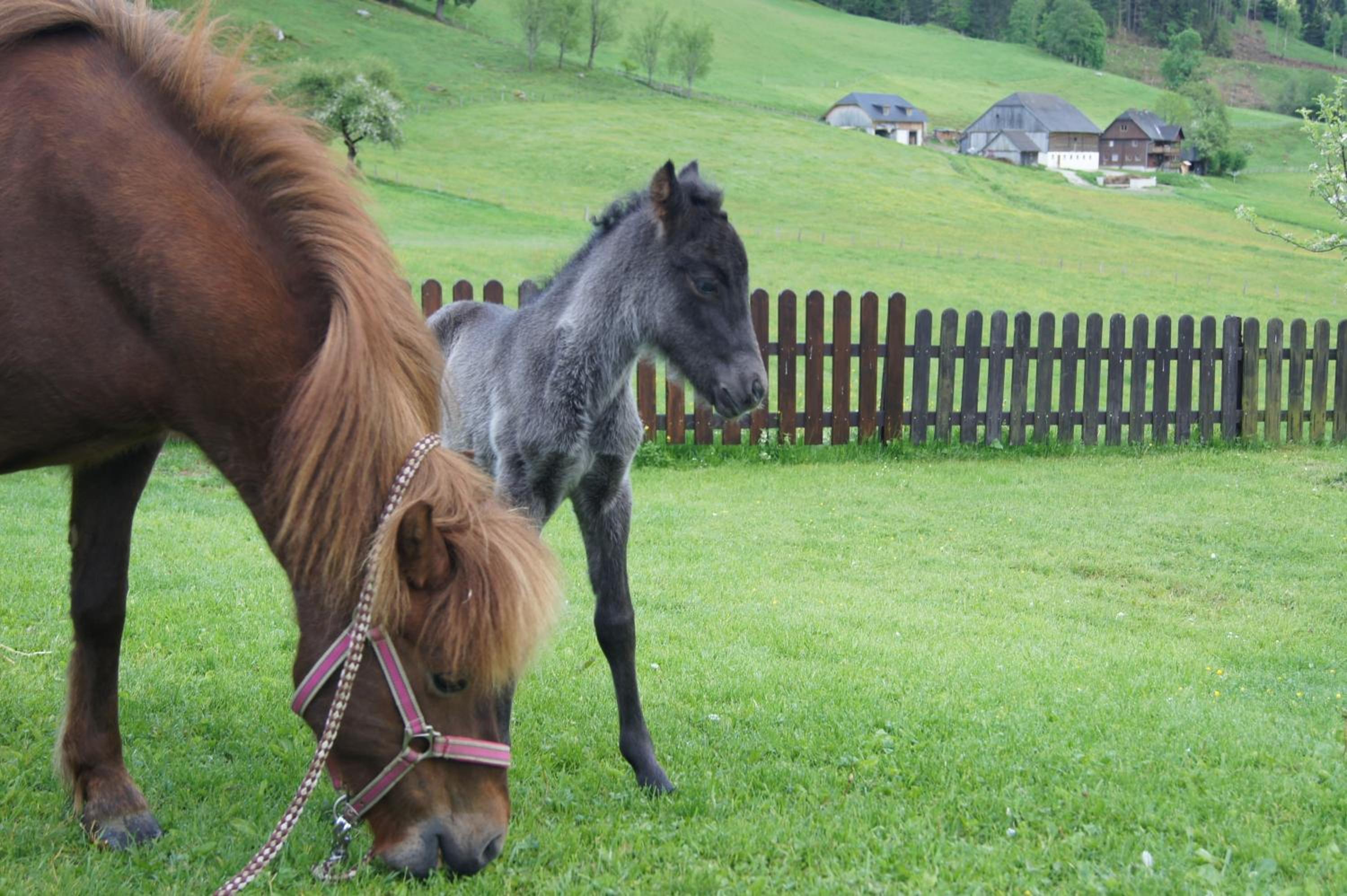 Der Perweinhof