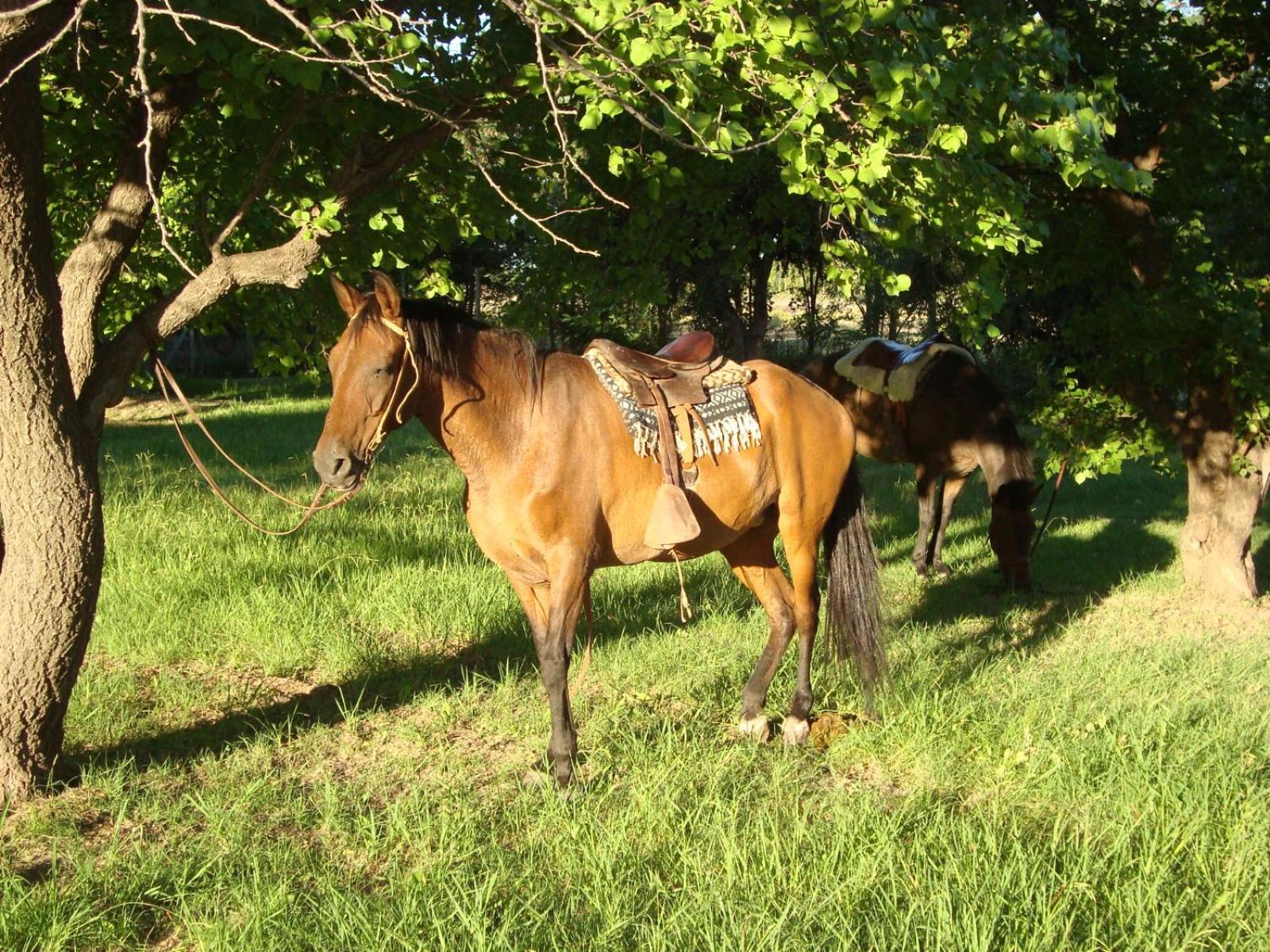 BOSQUE ENCANTADO EN SAN RAFAEL MENDOZA Cabañas hasta 5 personas