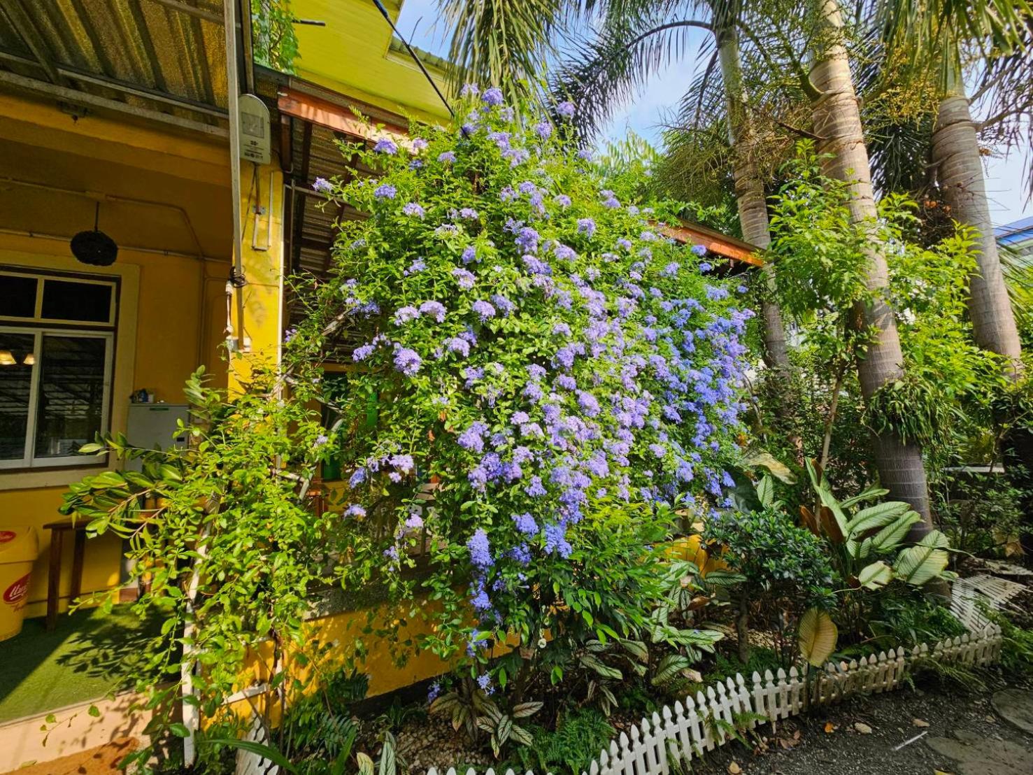 SuanTung Coffee & Guesthouse view 3