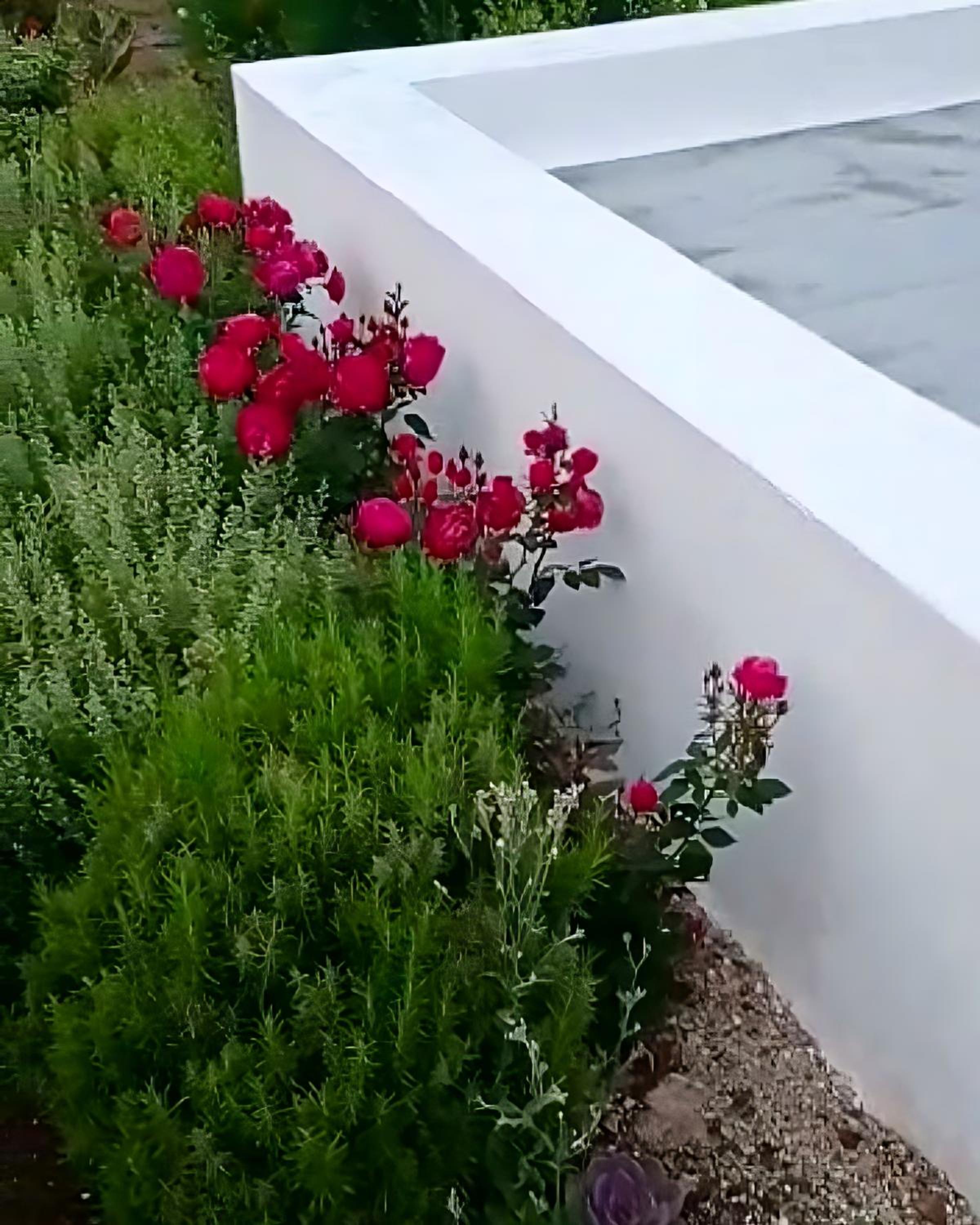 Dammuso Pantelleria - Fiori D'Ossidiana