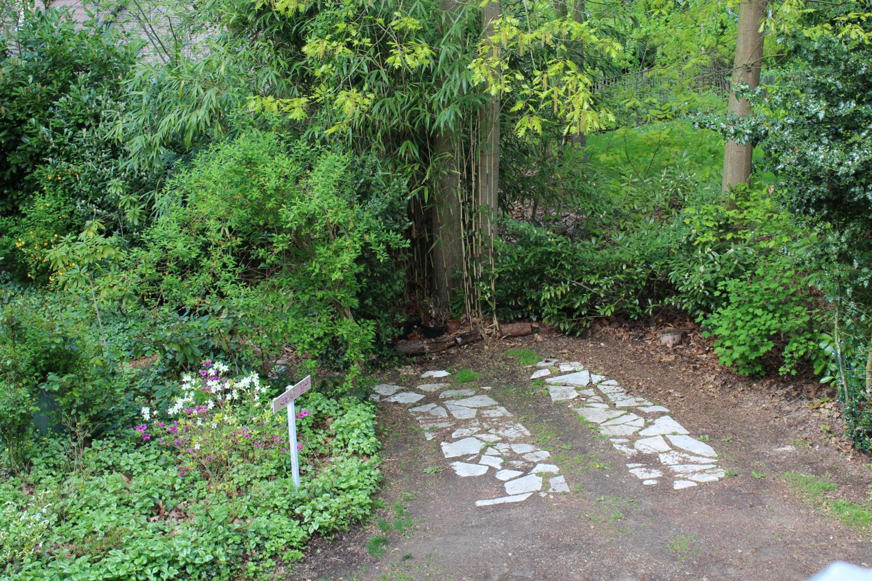 Linden-Jachthoorn, photo 9