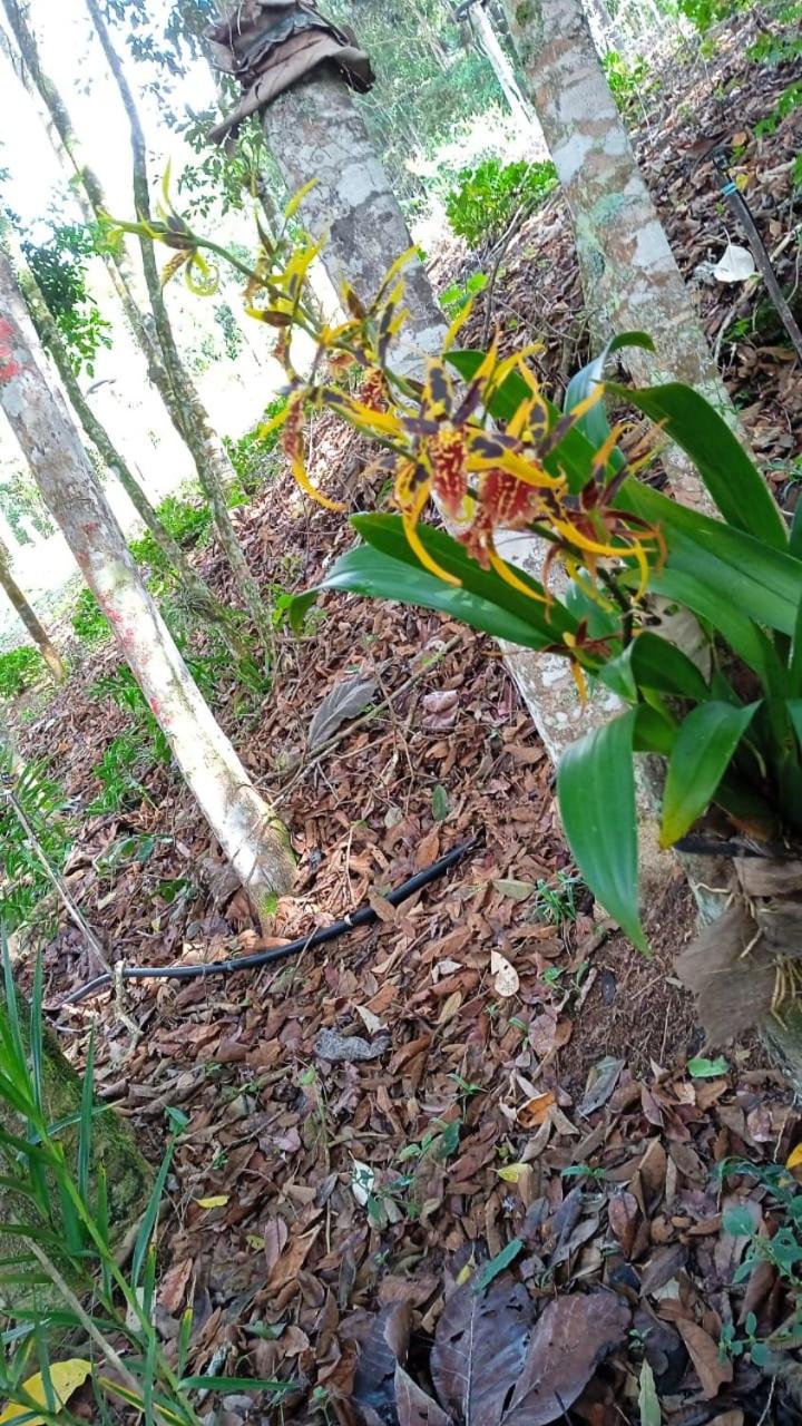 CASA DE CAMPO Banheira, Lareira e Cachoeira