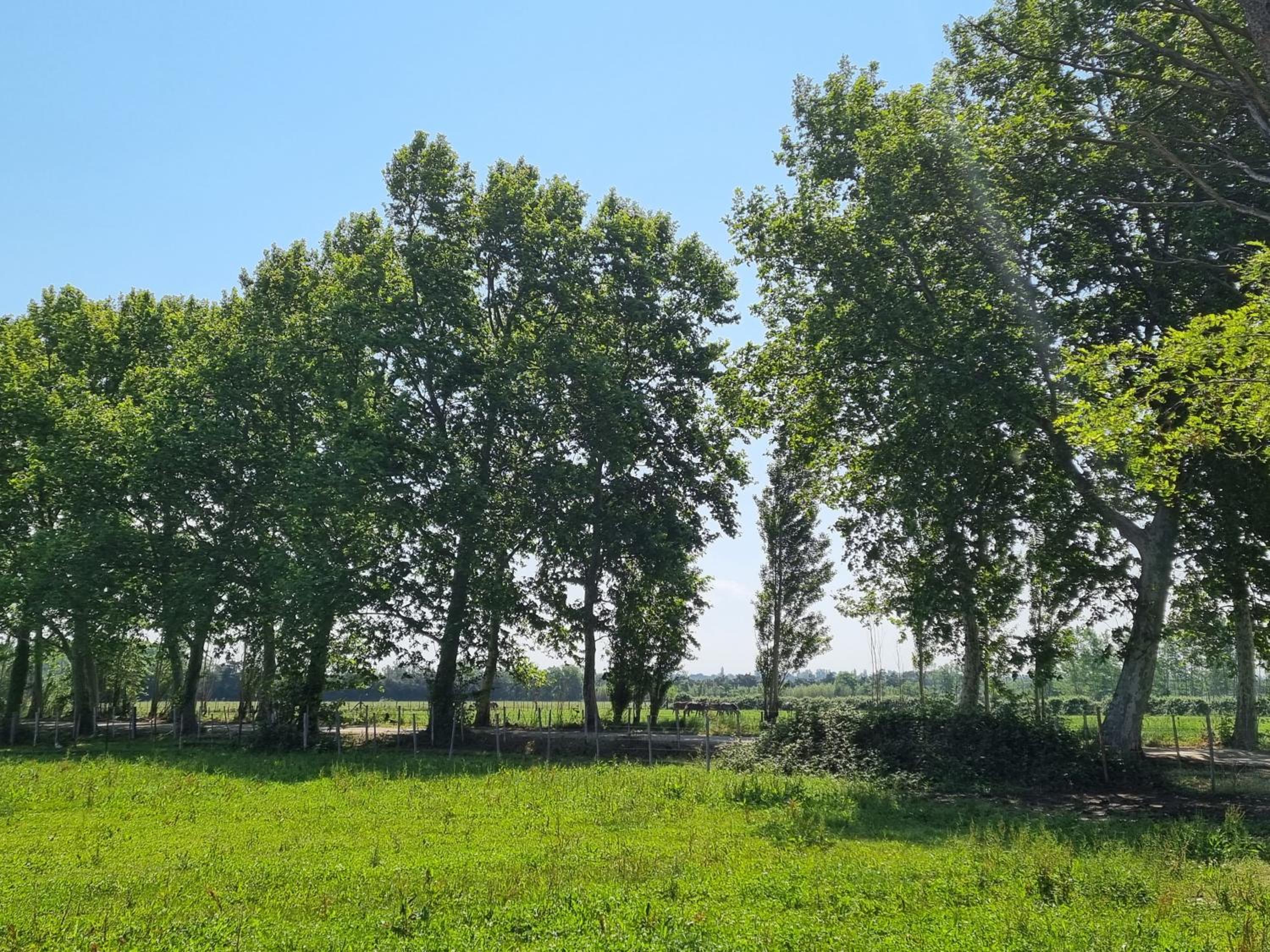 Domaine de la Tapie de Bouchet - en Camargue
