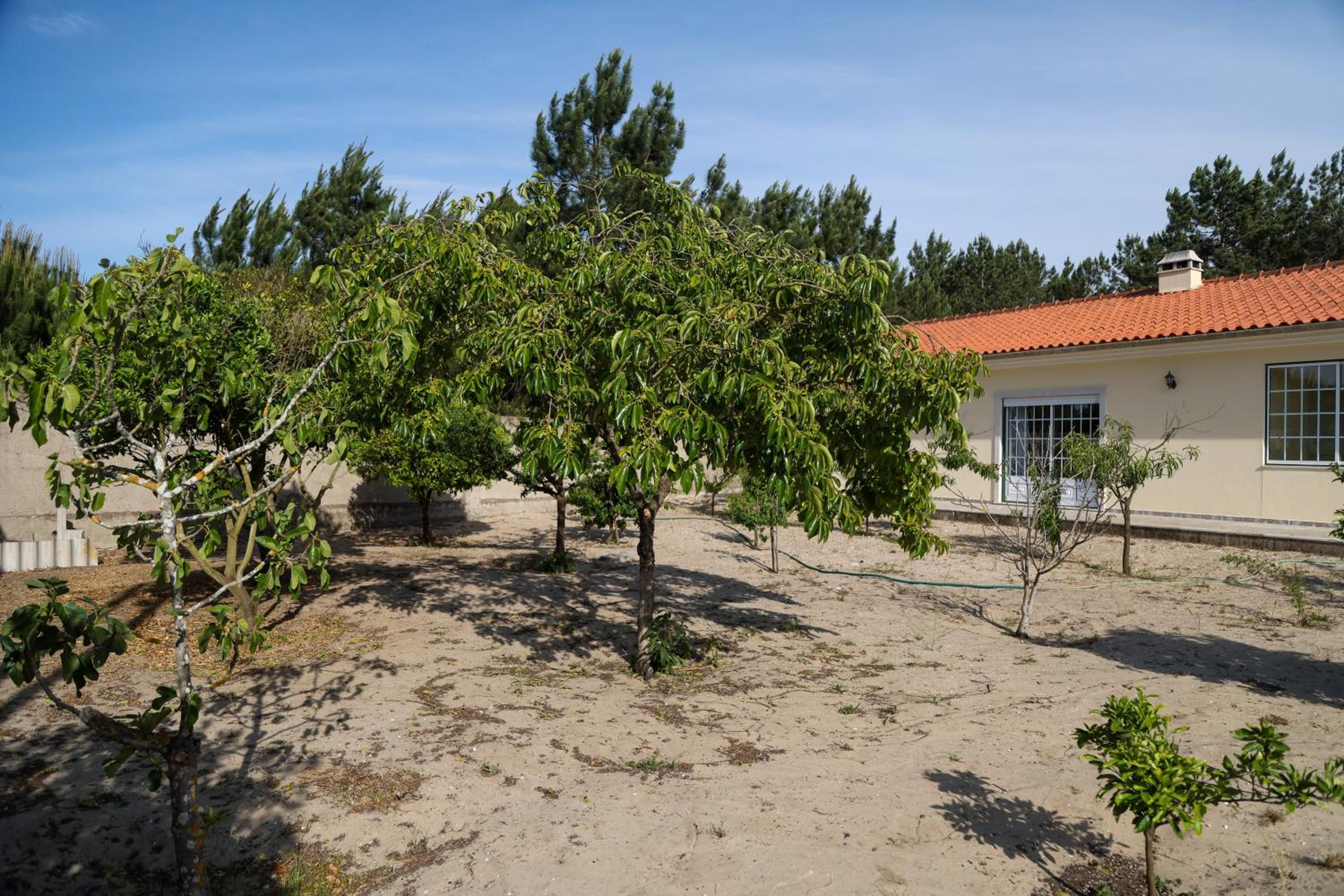Nazaré Landscape
