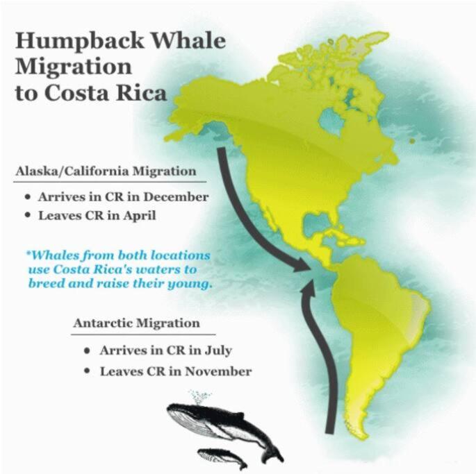 Tortuga Premium Riverfront Jungle Villa with Jacuzzi and Pool