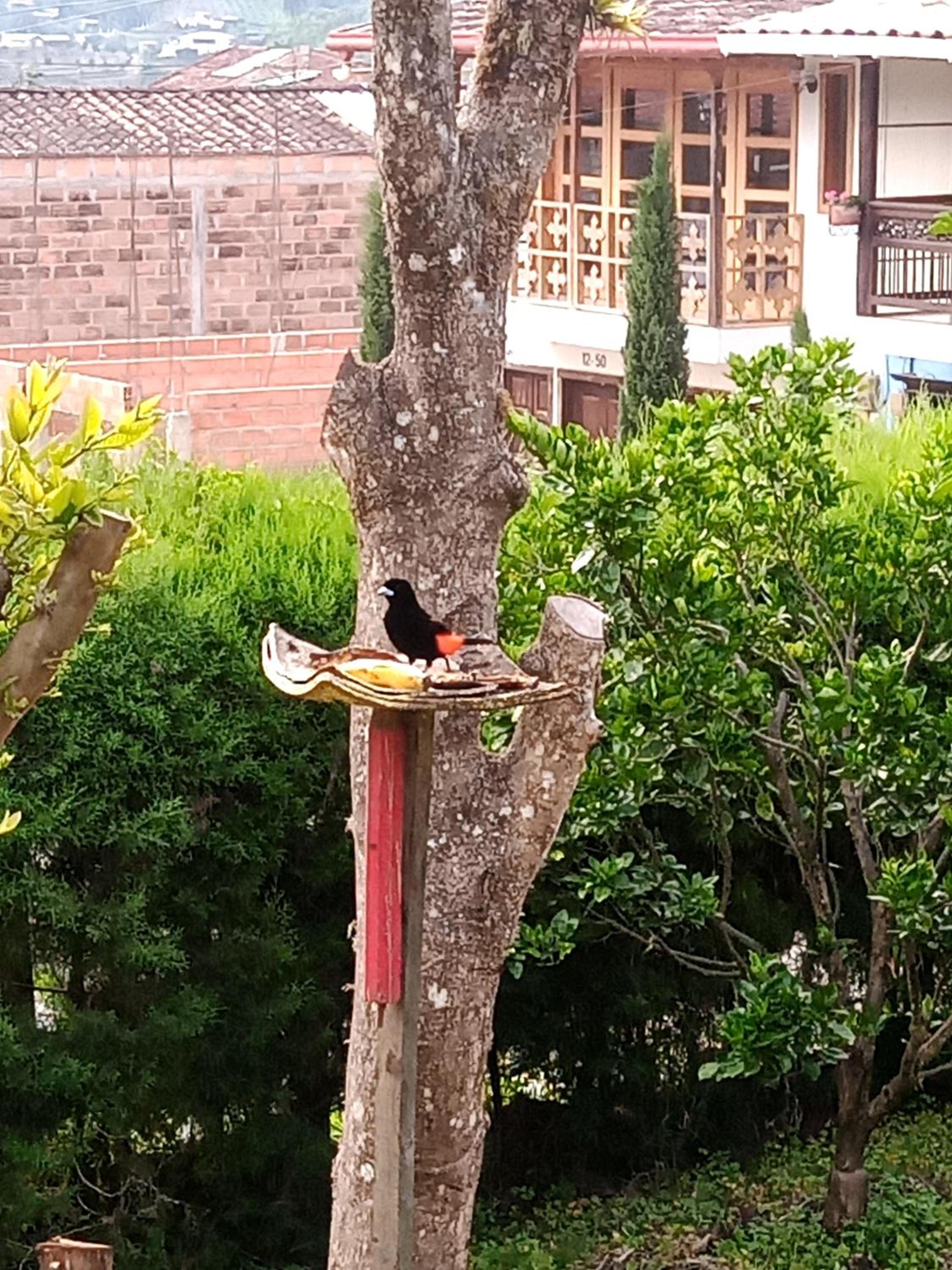 Bird House - Apartament