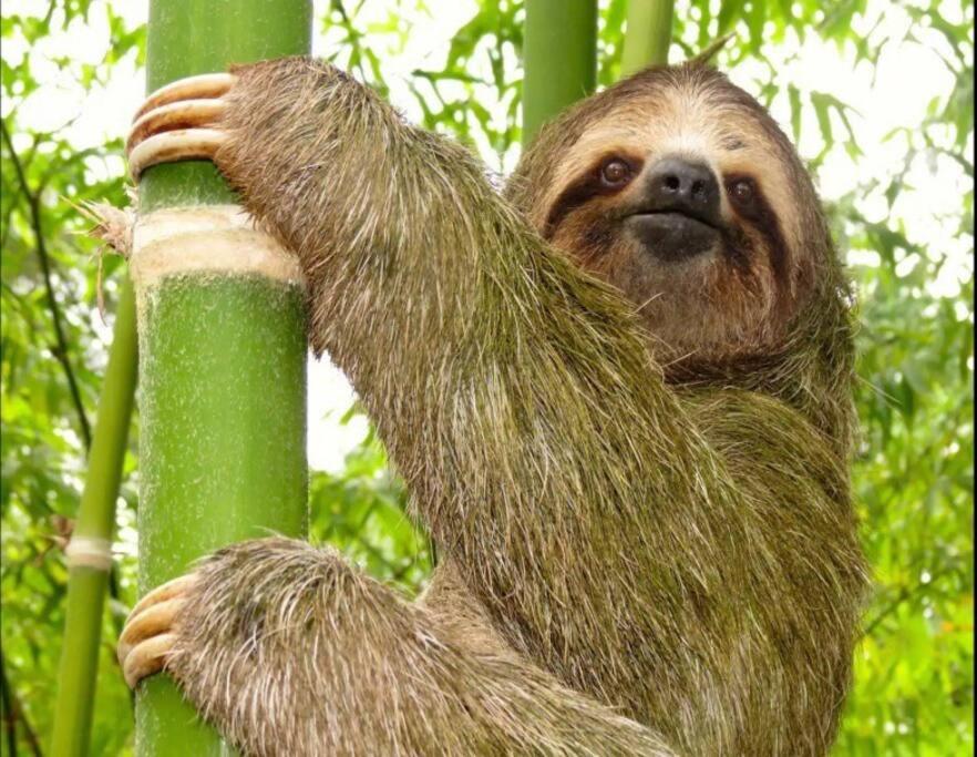 Sloth Premium Riverfront Jungle Villa with Jacuzzi and Pool