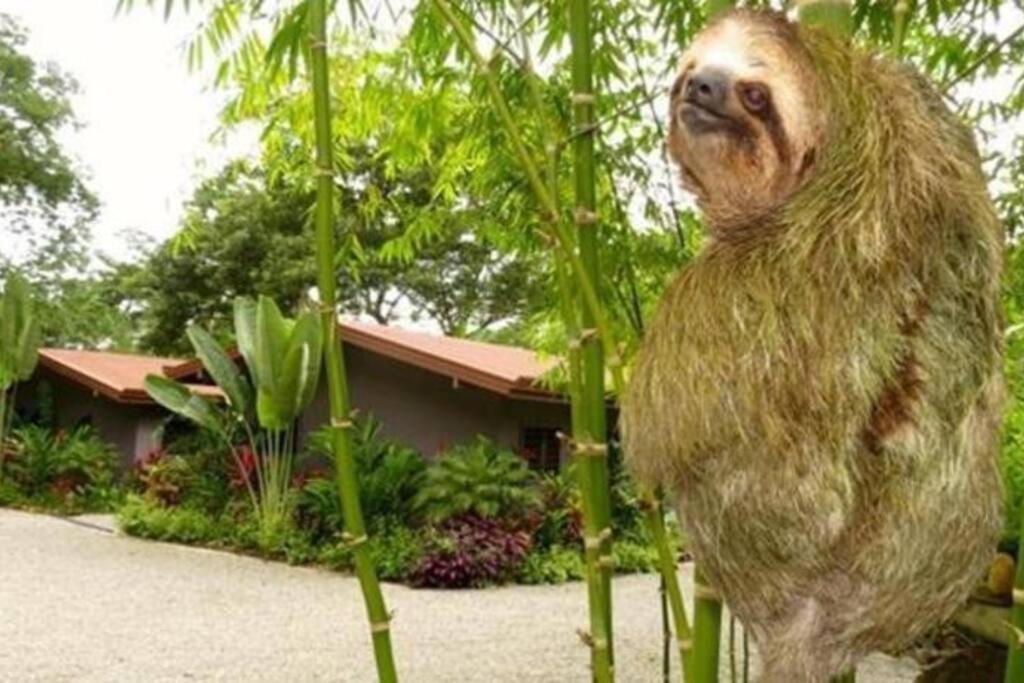 Sloth Premium Riverfront Jungle Villa with Jacuzzi and Pool