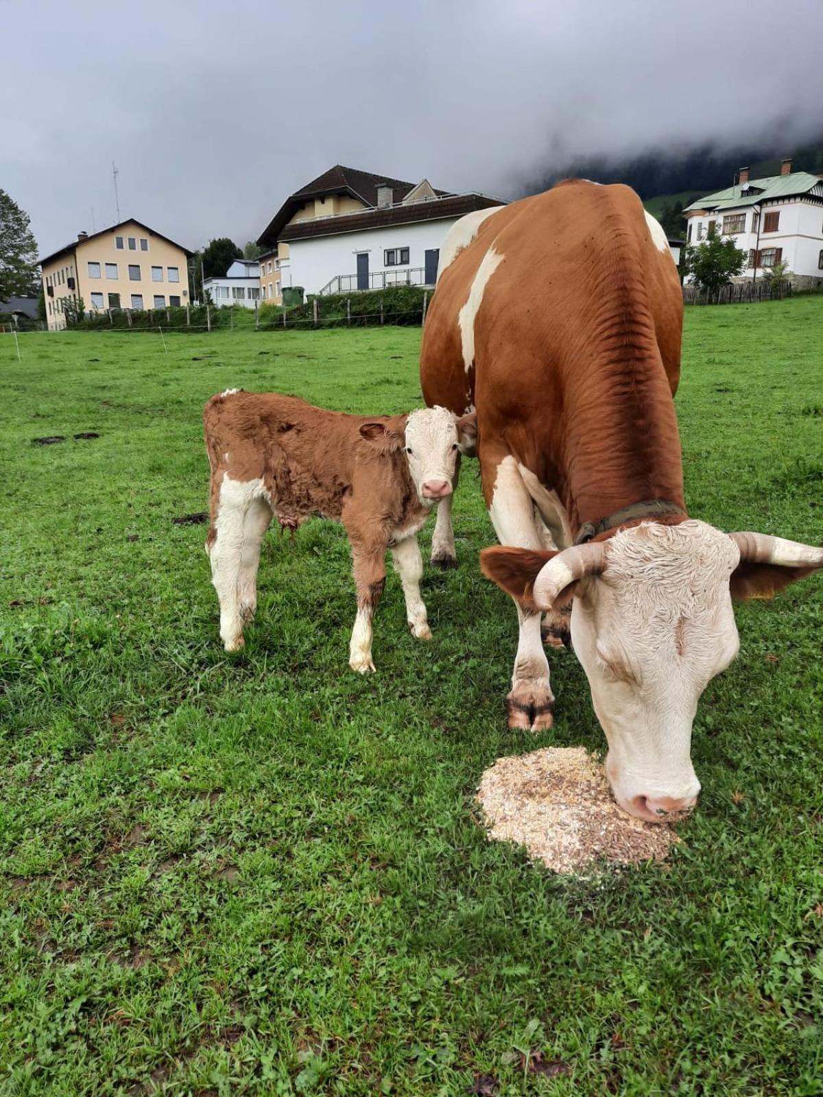 Gästehaus Post Aigner