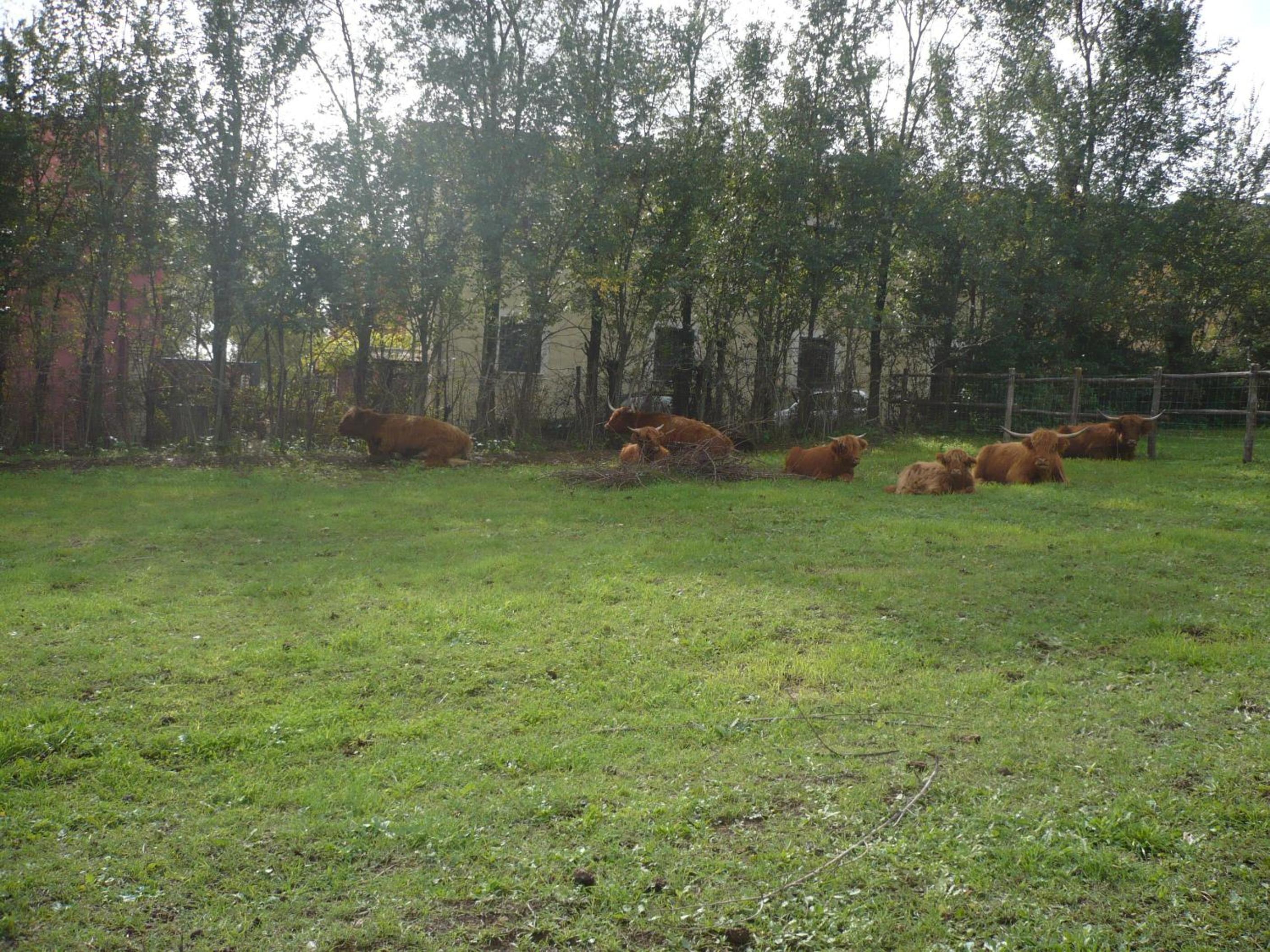 Il Baffetto B&B