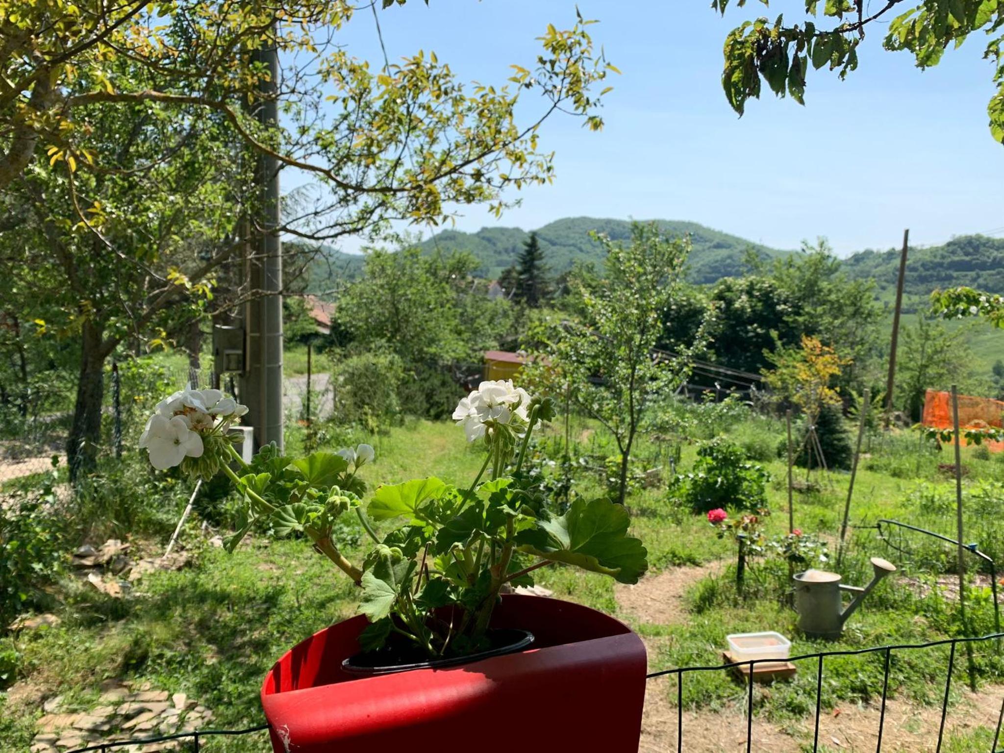 Butterflies Rest