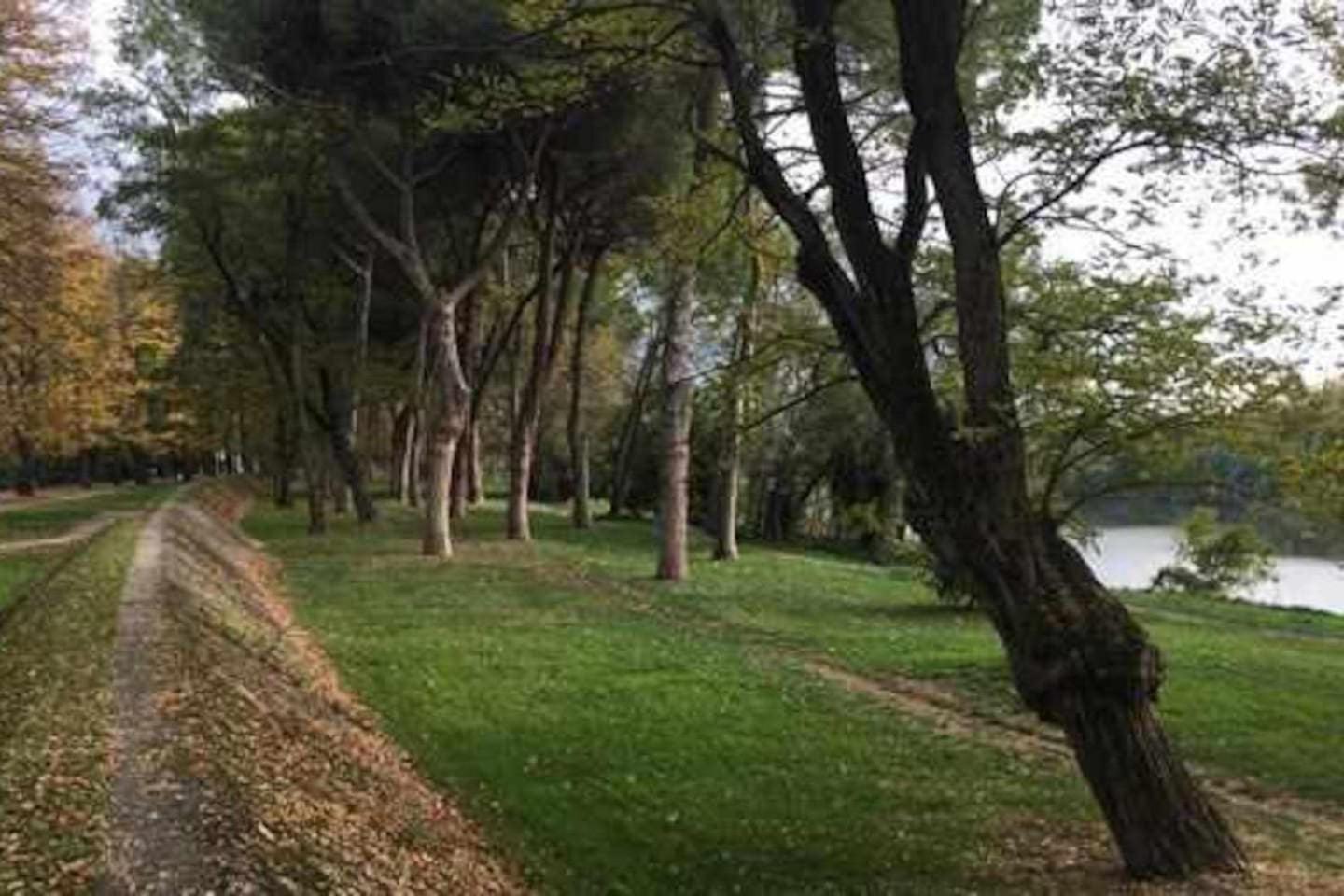 Tirrenia Appartamento Pineta