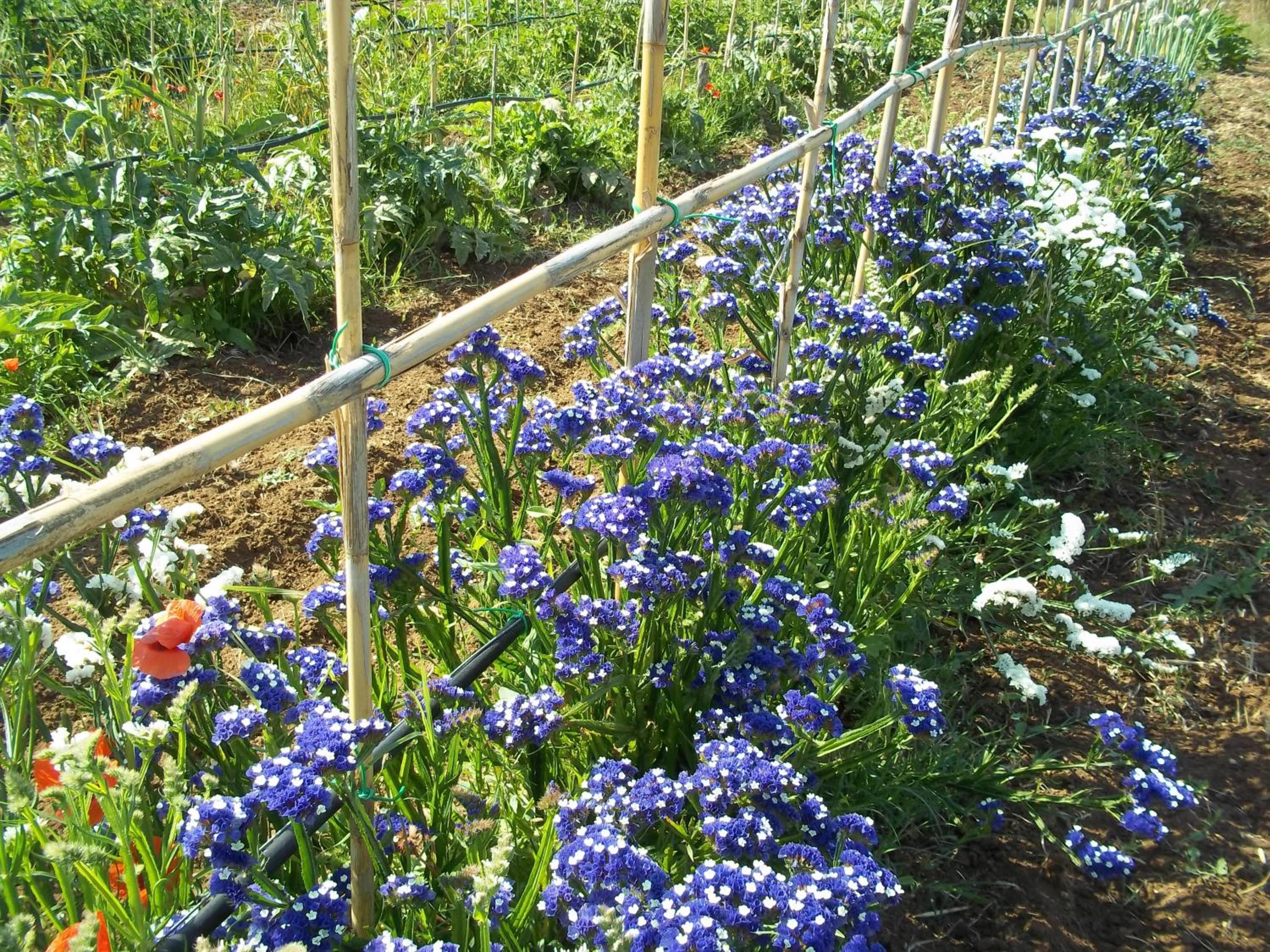 Agriturismo Lupo Cerrino