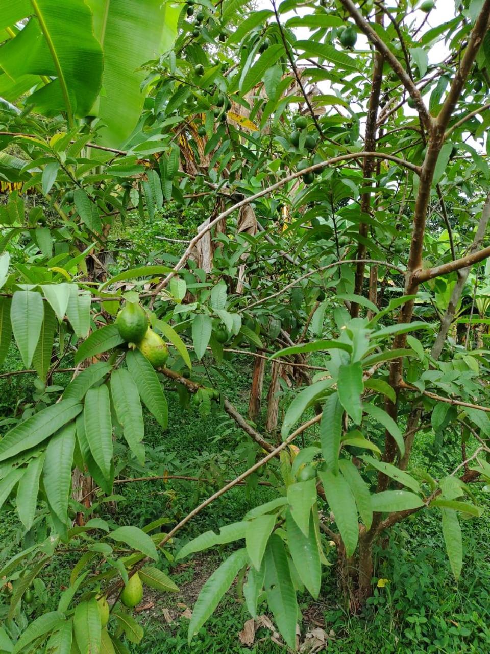 Cabaña Wiwa Tayrona