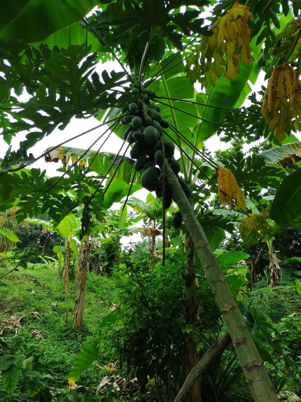 Cabaña Wiwa Tayrona
