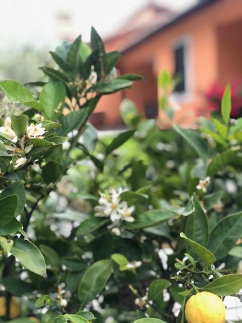 Il giardino delle rose view 4