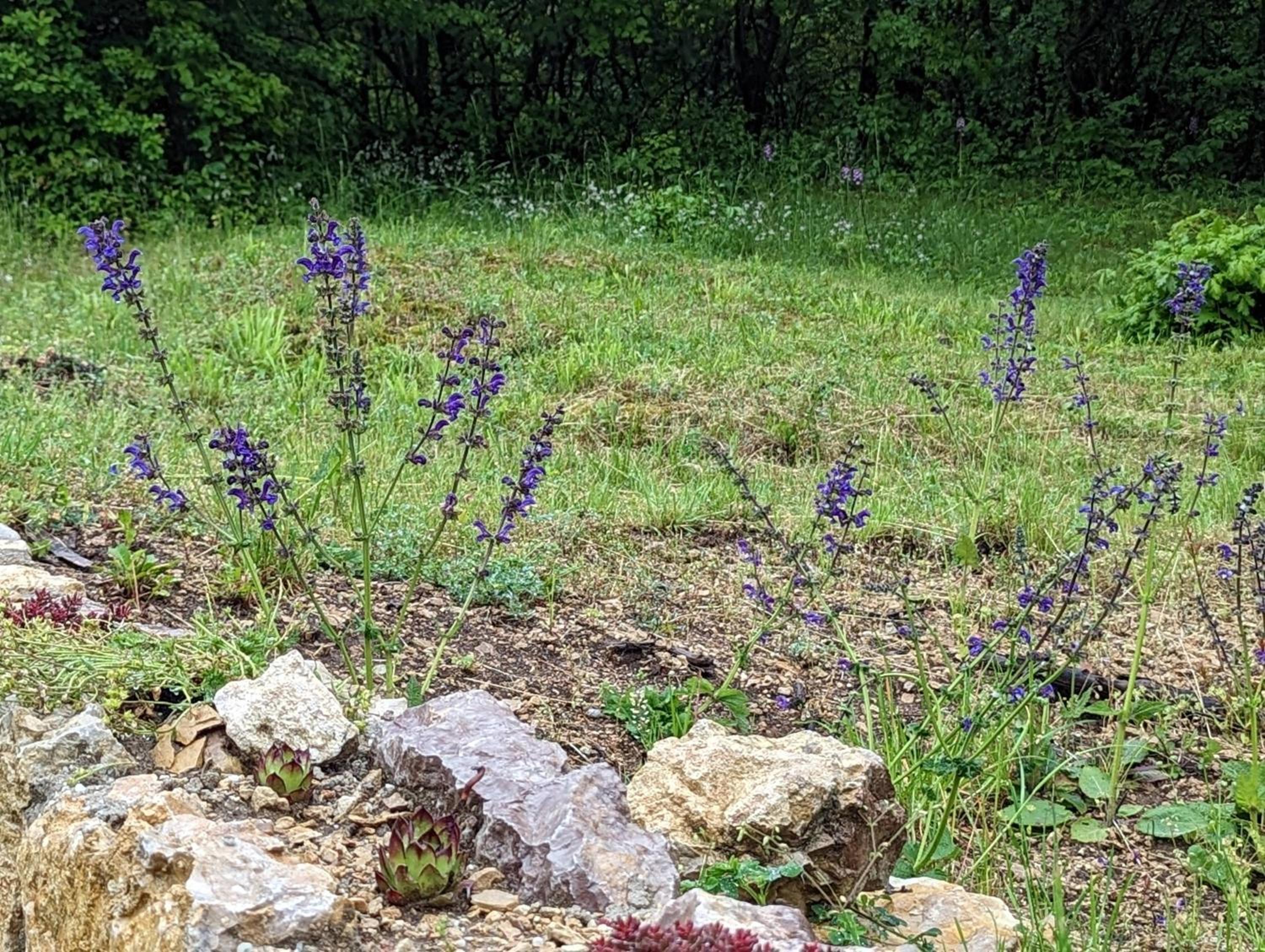 Photo 41